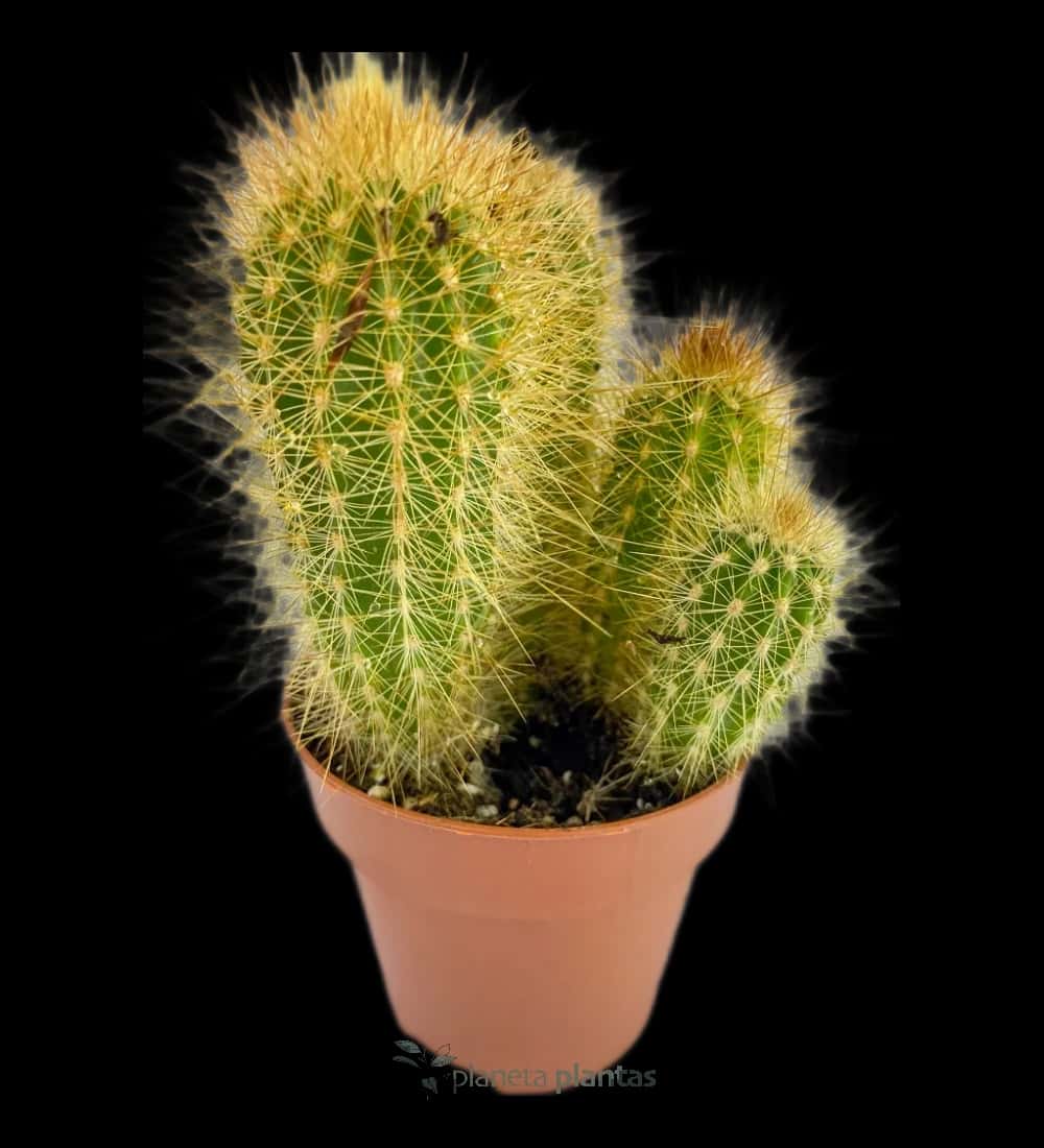 Igelkaktus - (Echinopsis Candicans)