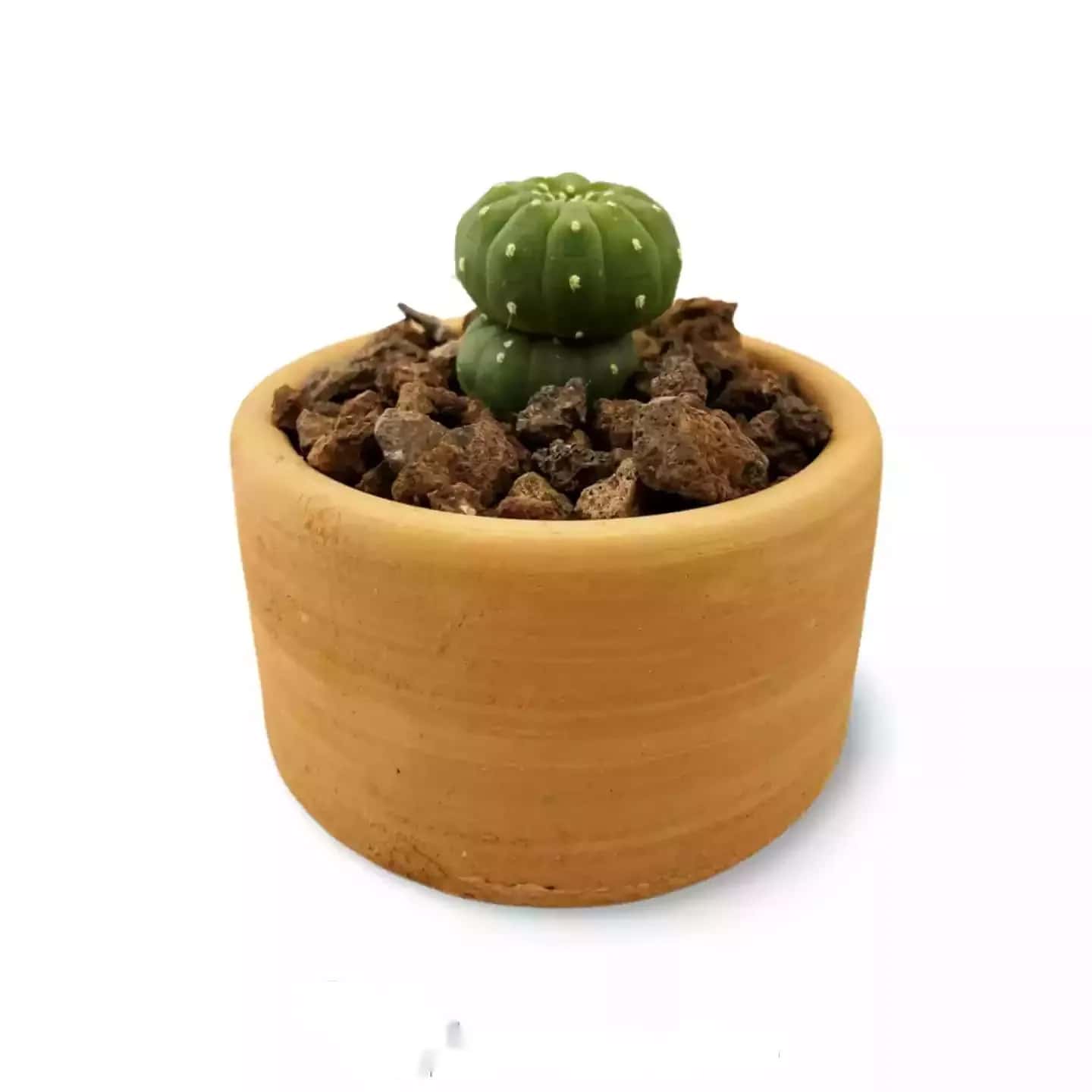 Echinopsis Subdenudata-Sorte