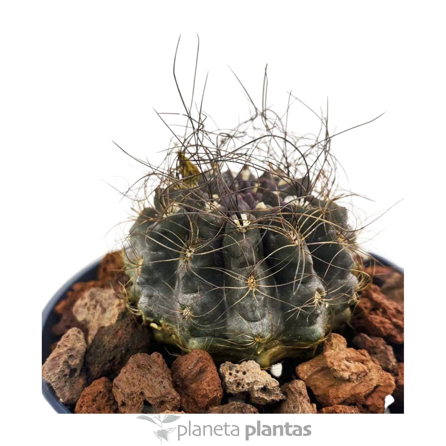 Eriosyce senilis