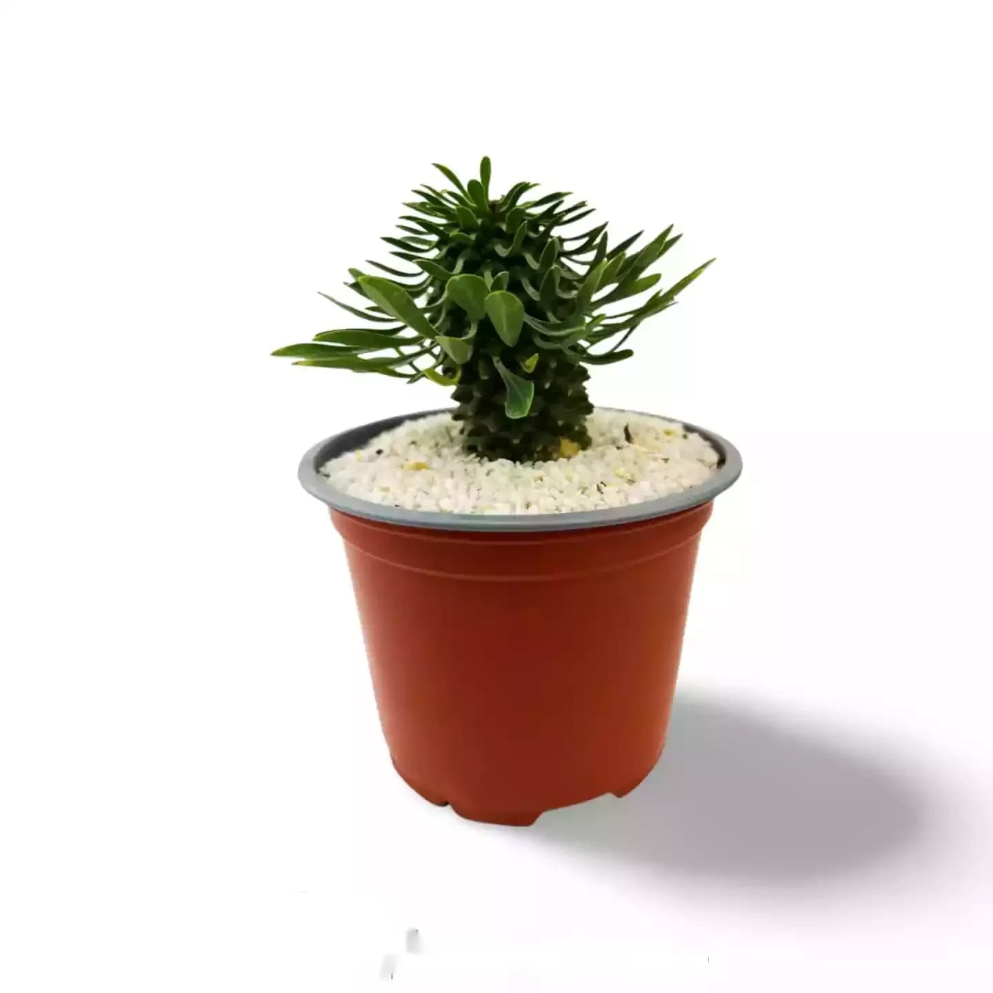 Euphorbia Sotetsu Kirin