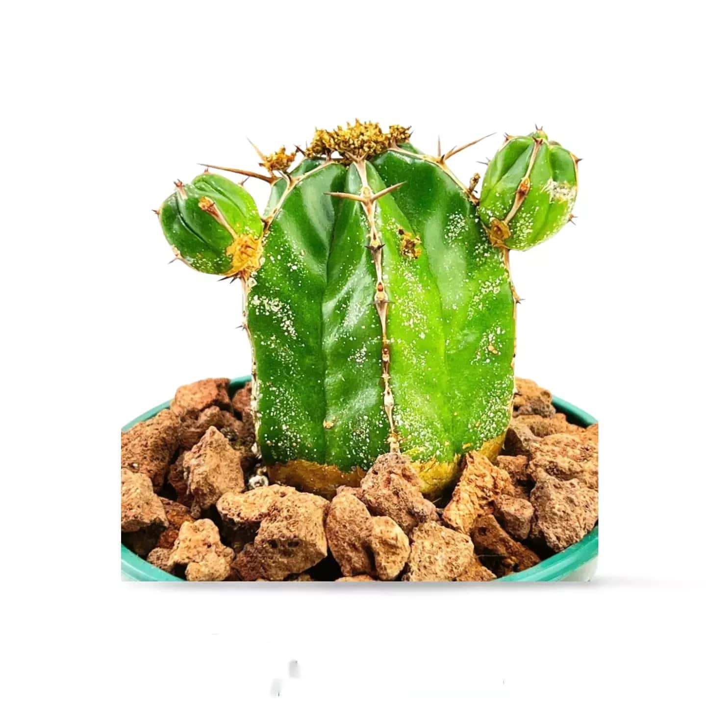 Euphorbia handiensis