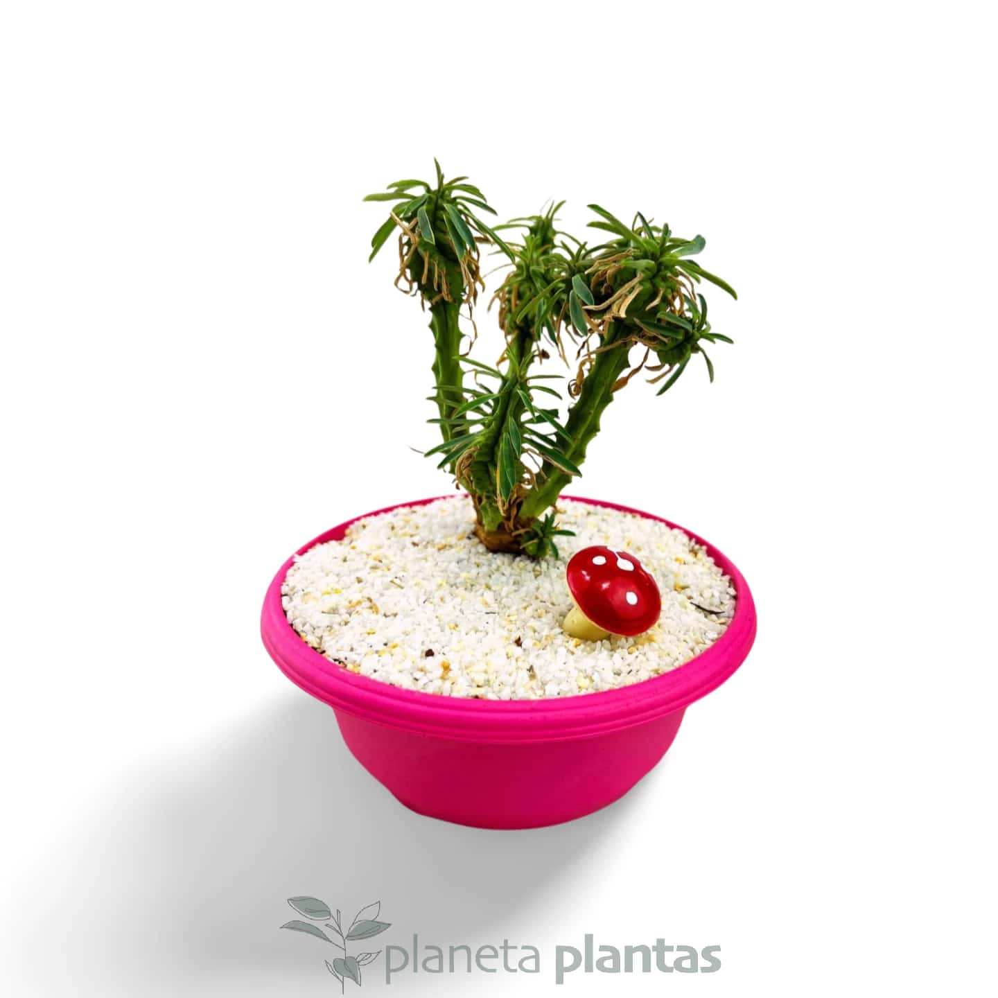 Euphorbia loricata