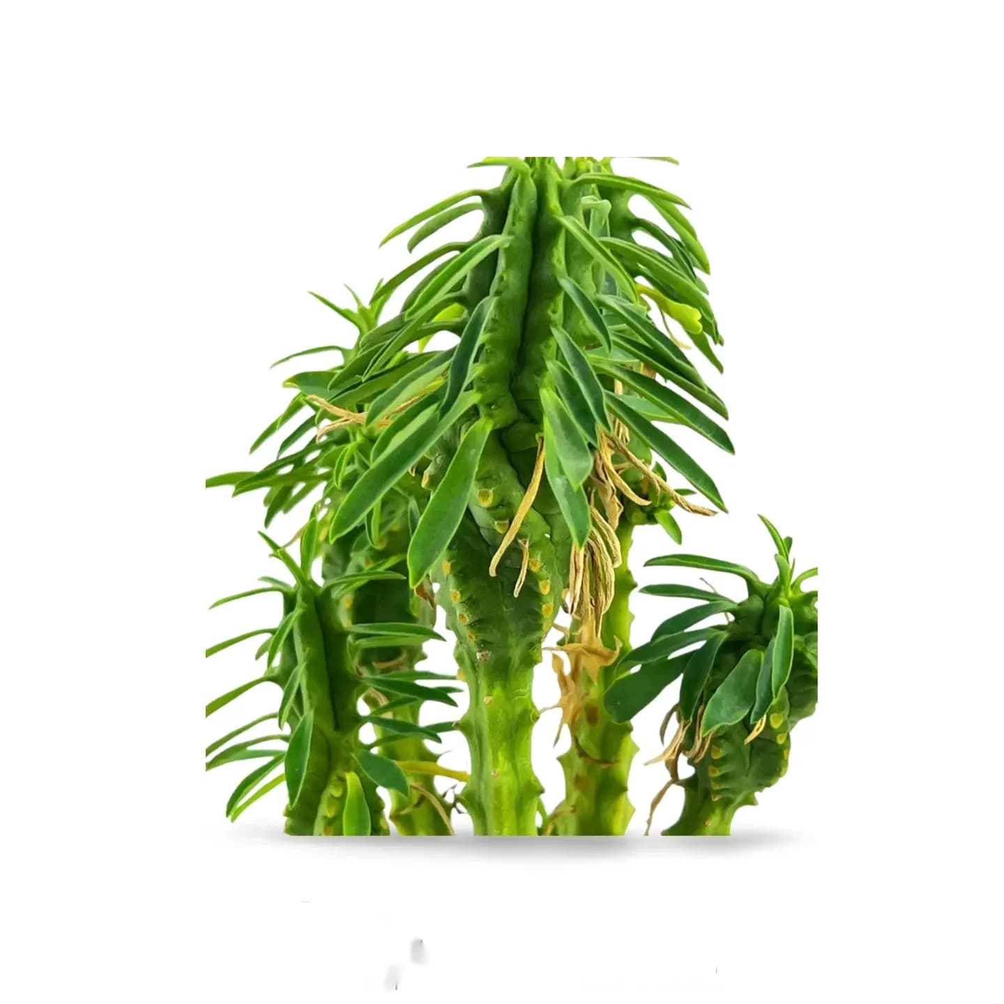 Euphorbia loricata
