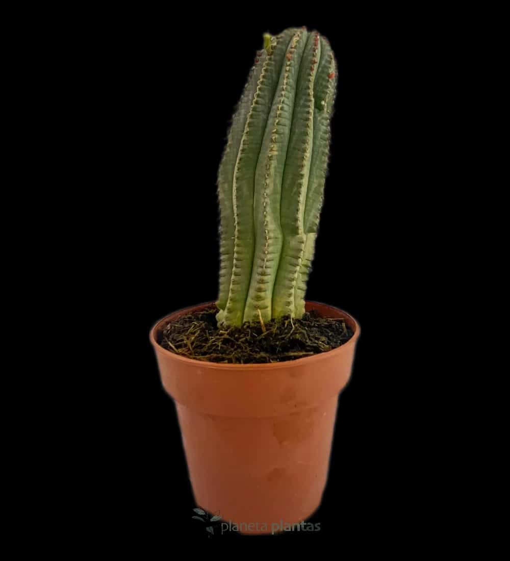 Euphorbia Polygona
