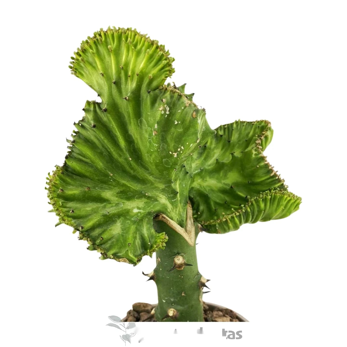 Euphorbia Lctea Cristata