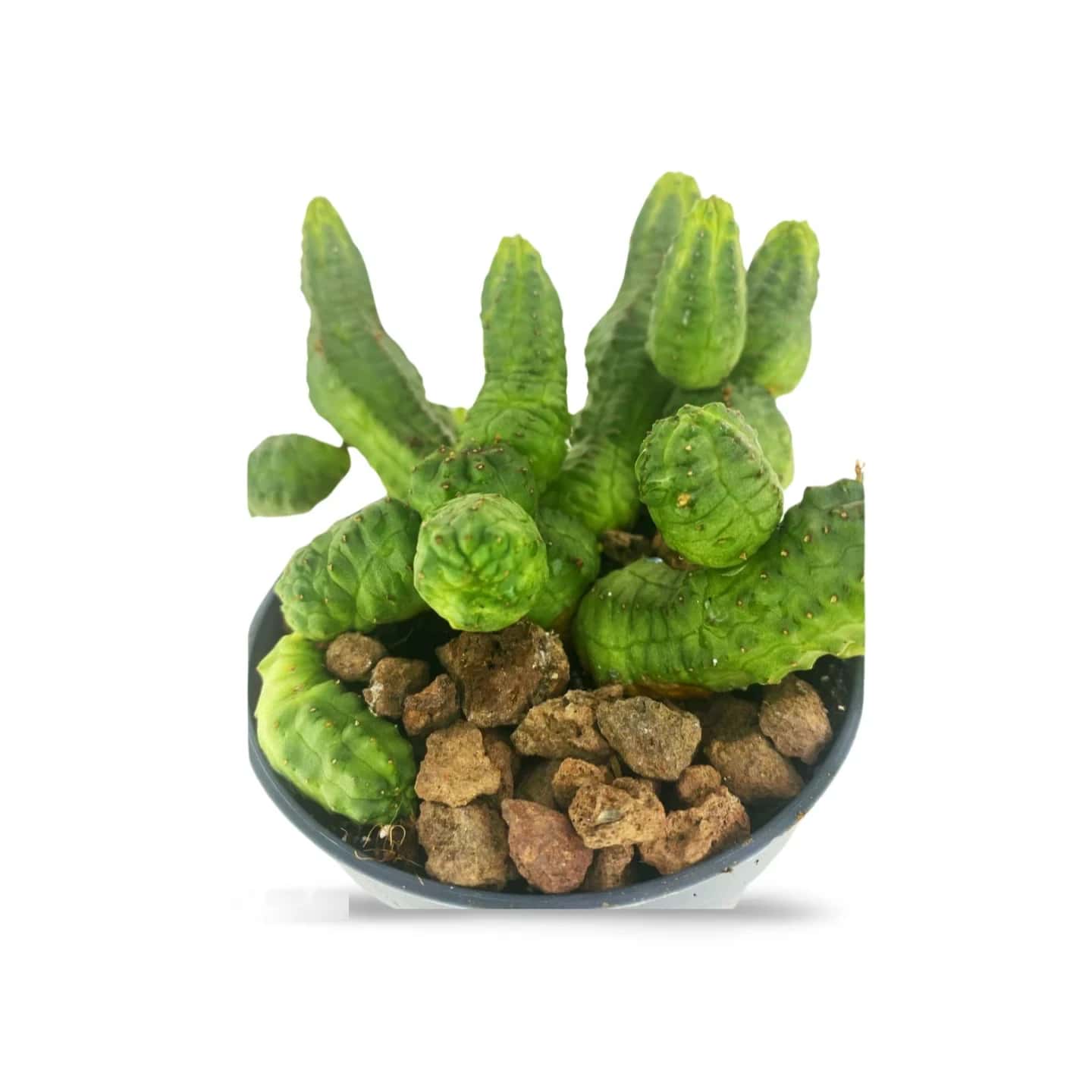 Euphorbia Pseudoglobosa Grün