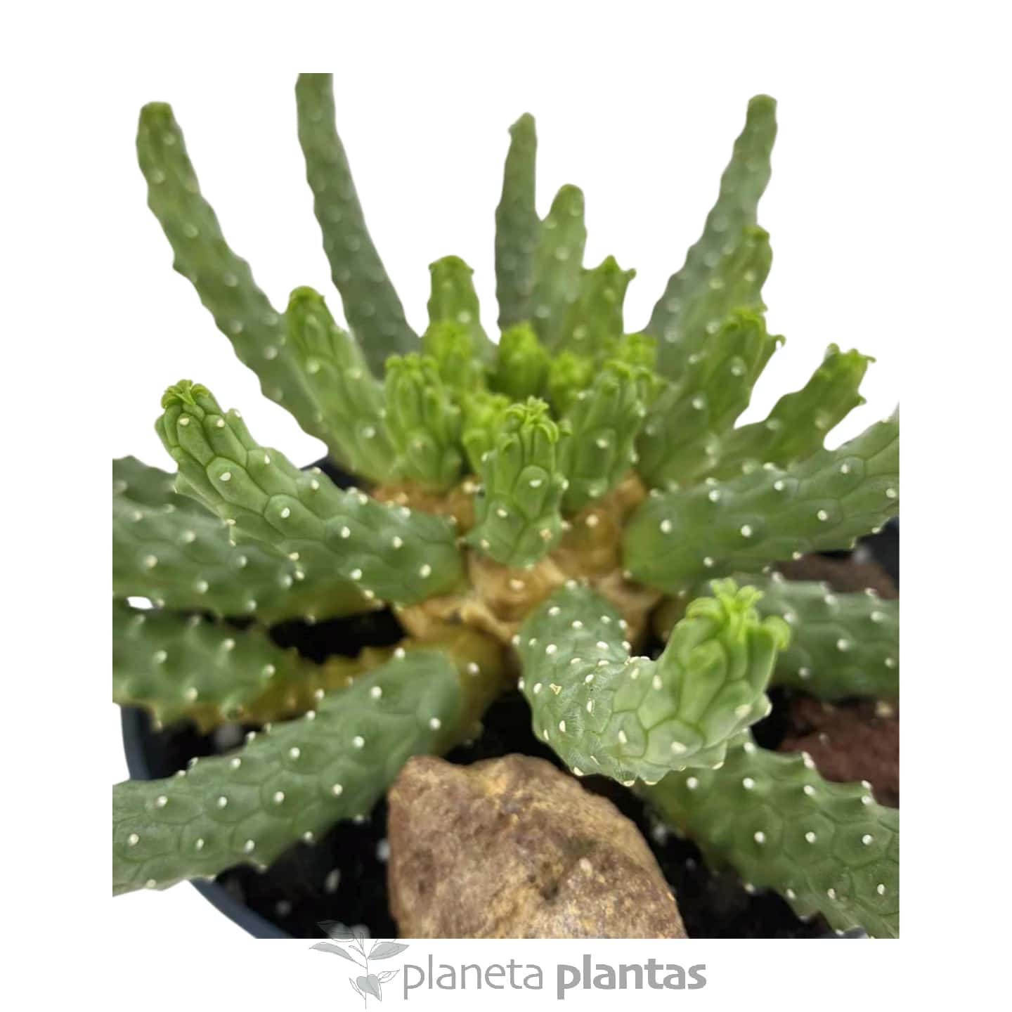 Euphorbia Inermis