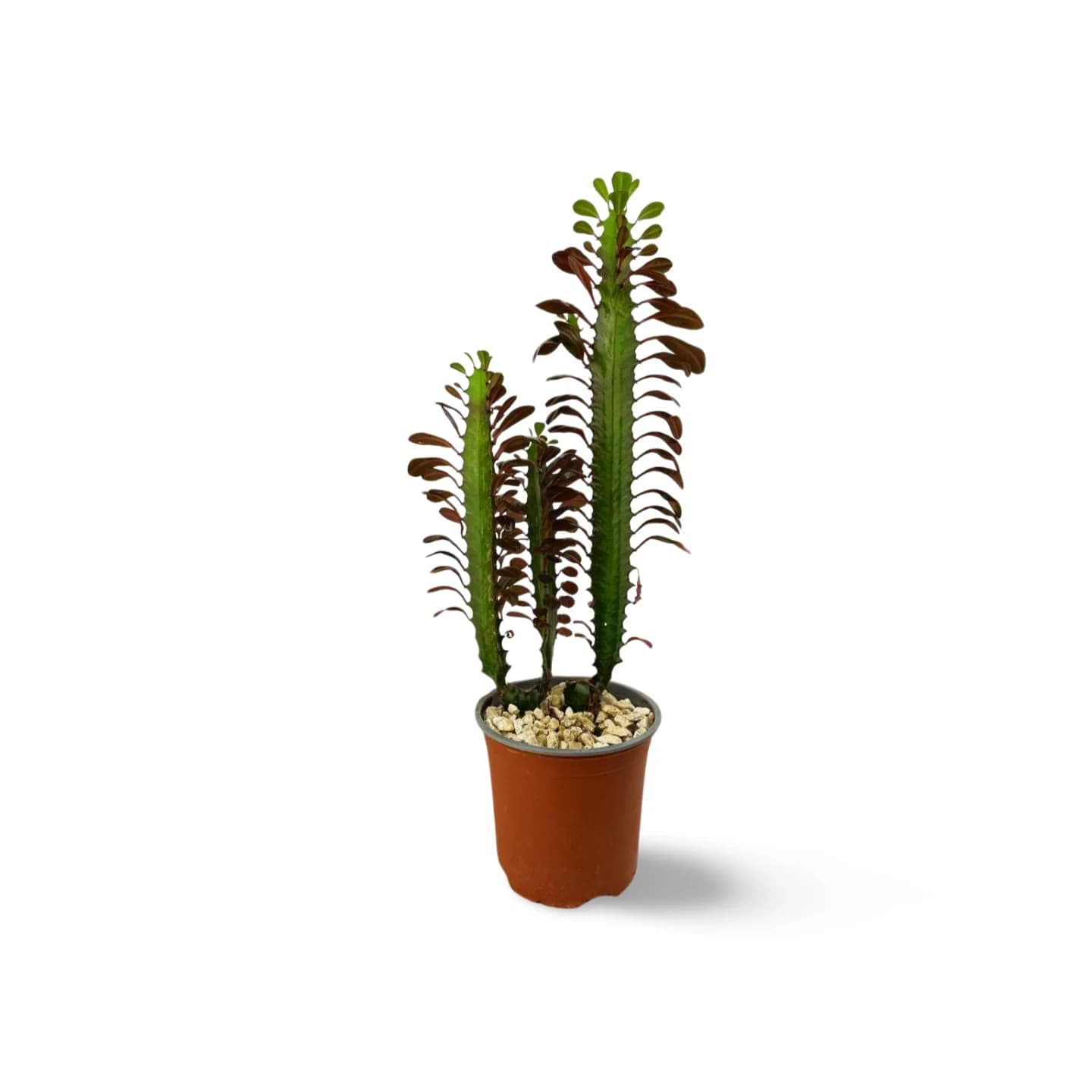 Euphorbia trigona rubra