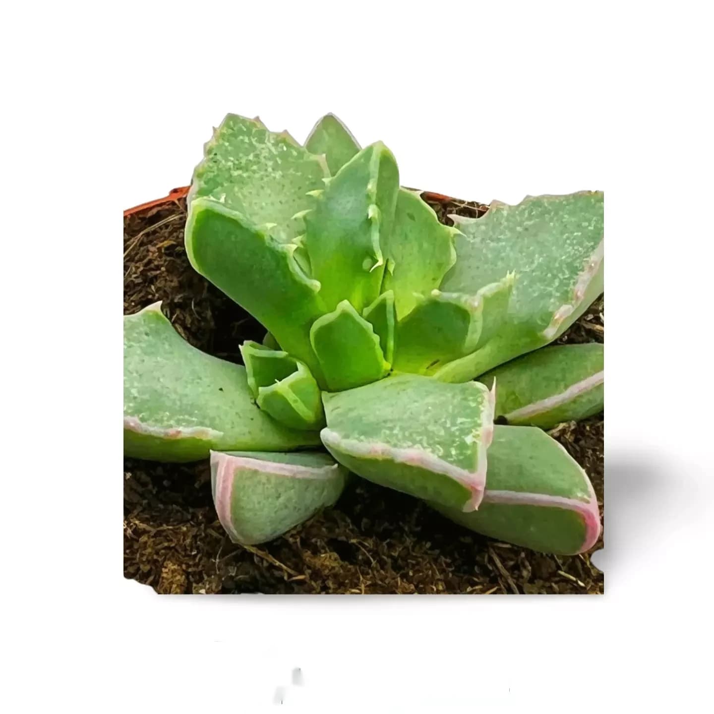Faucaria Tigrina
