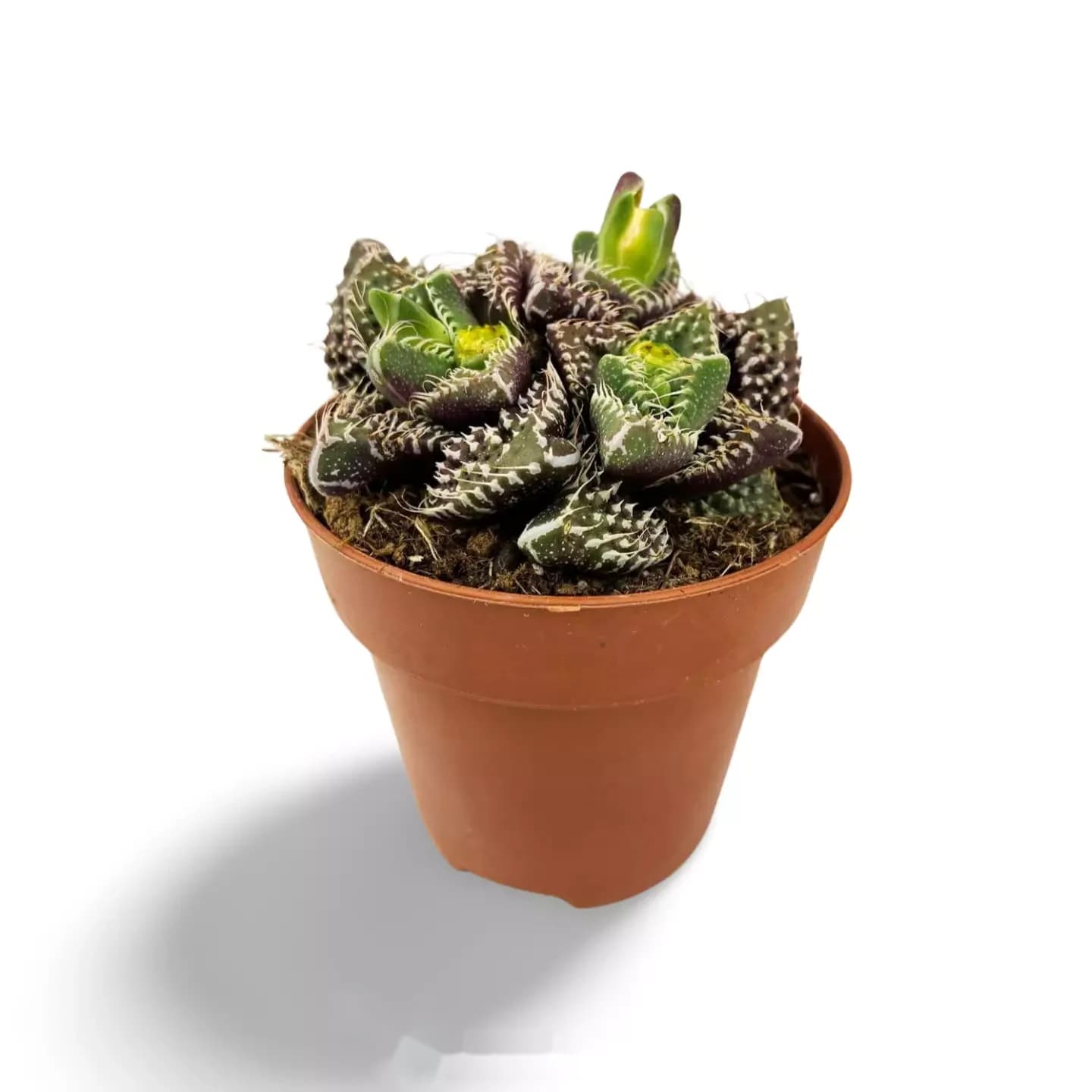 Faucaria tuberculosa