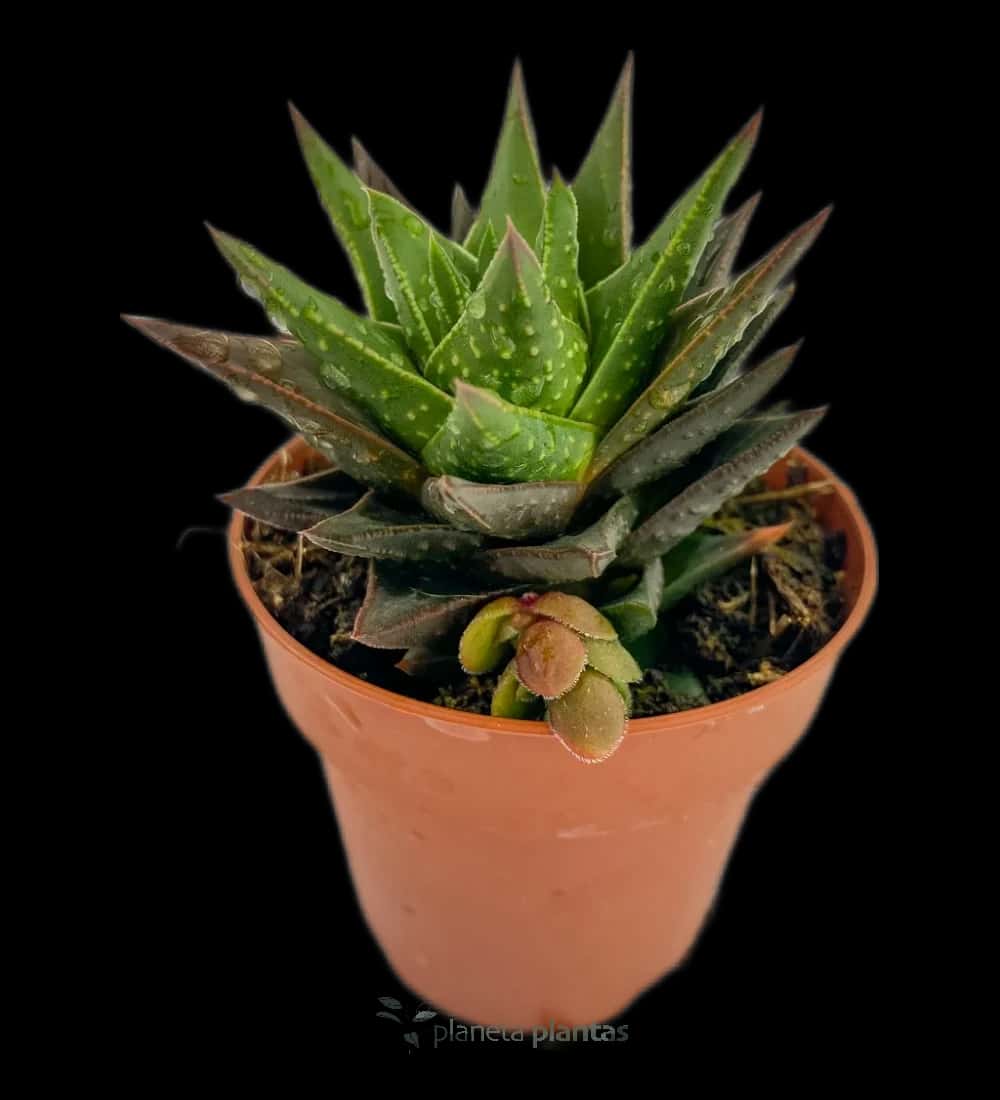 Mini-Aloe - (Gasteraloe Flow Mini)