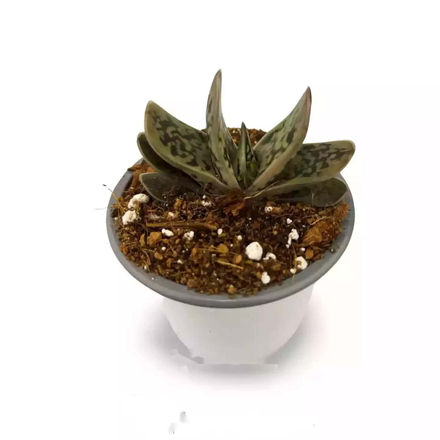 Gasteria Baylissiana