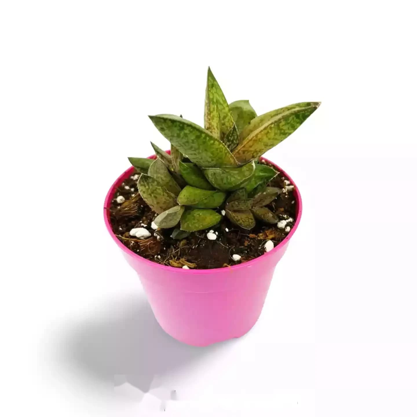 Gasteria Excelsa