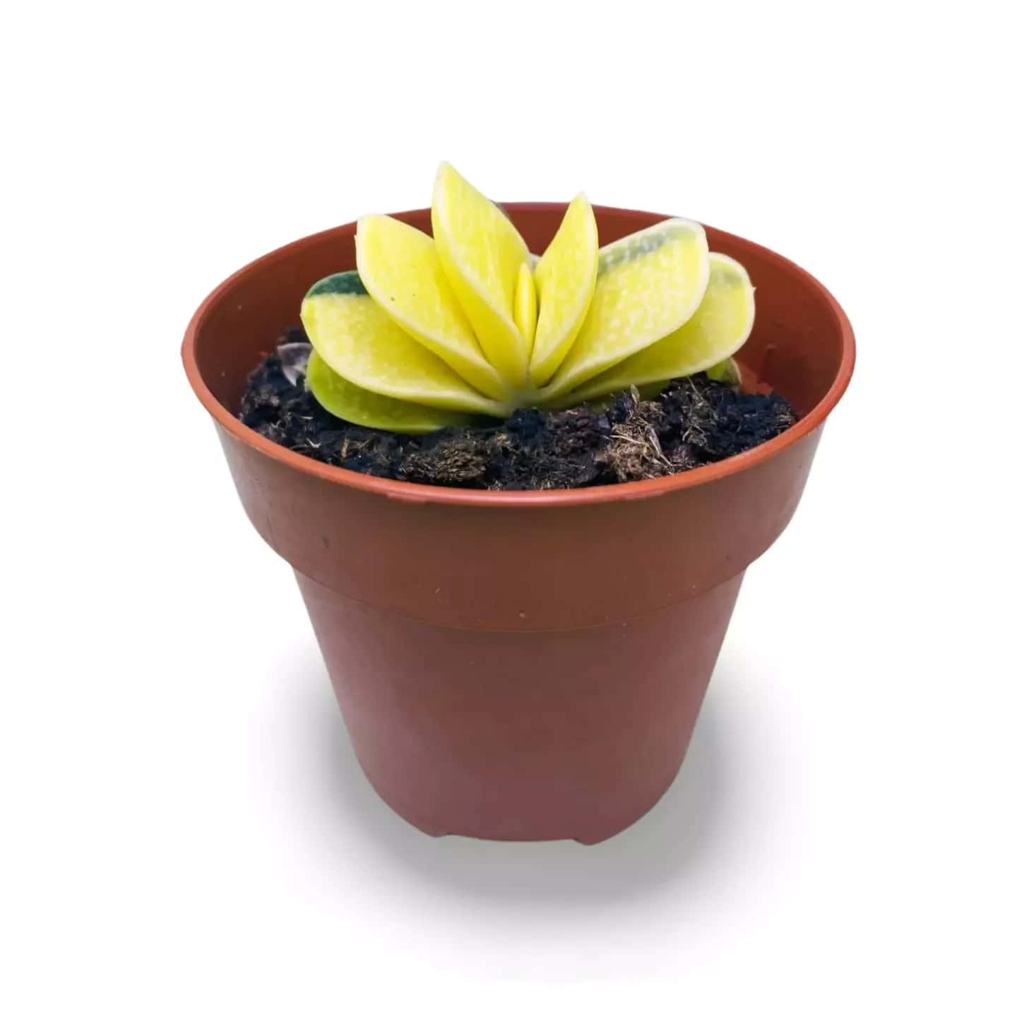 Gasteria Gracilis f variegata