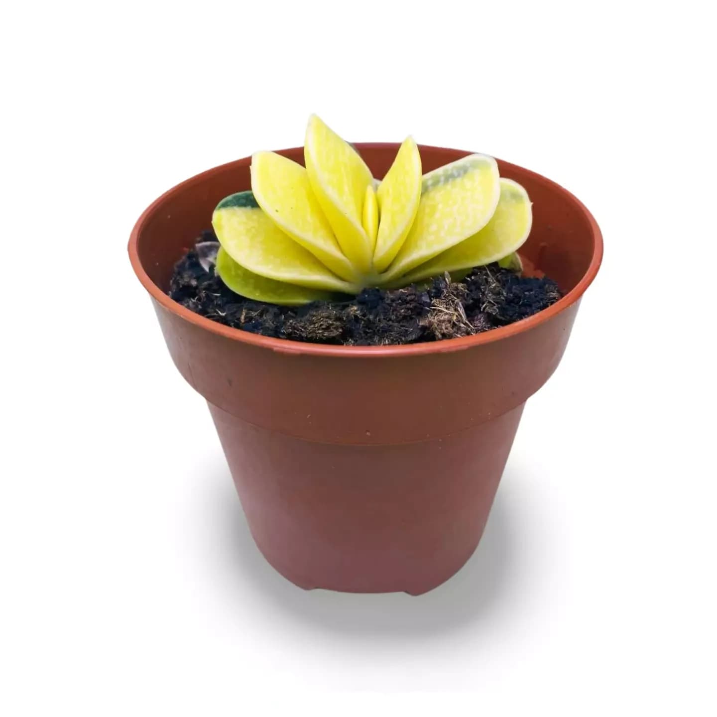 Gasteria Gracilis f variegata