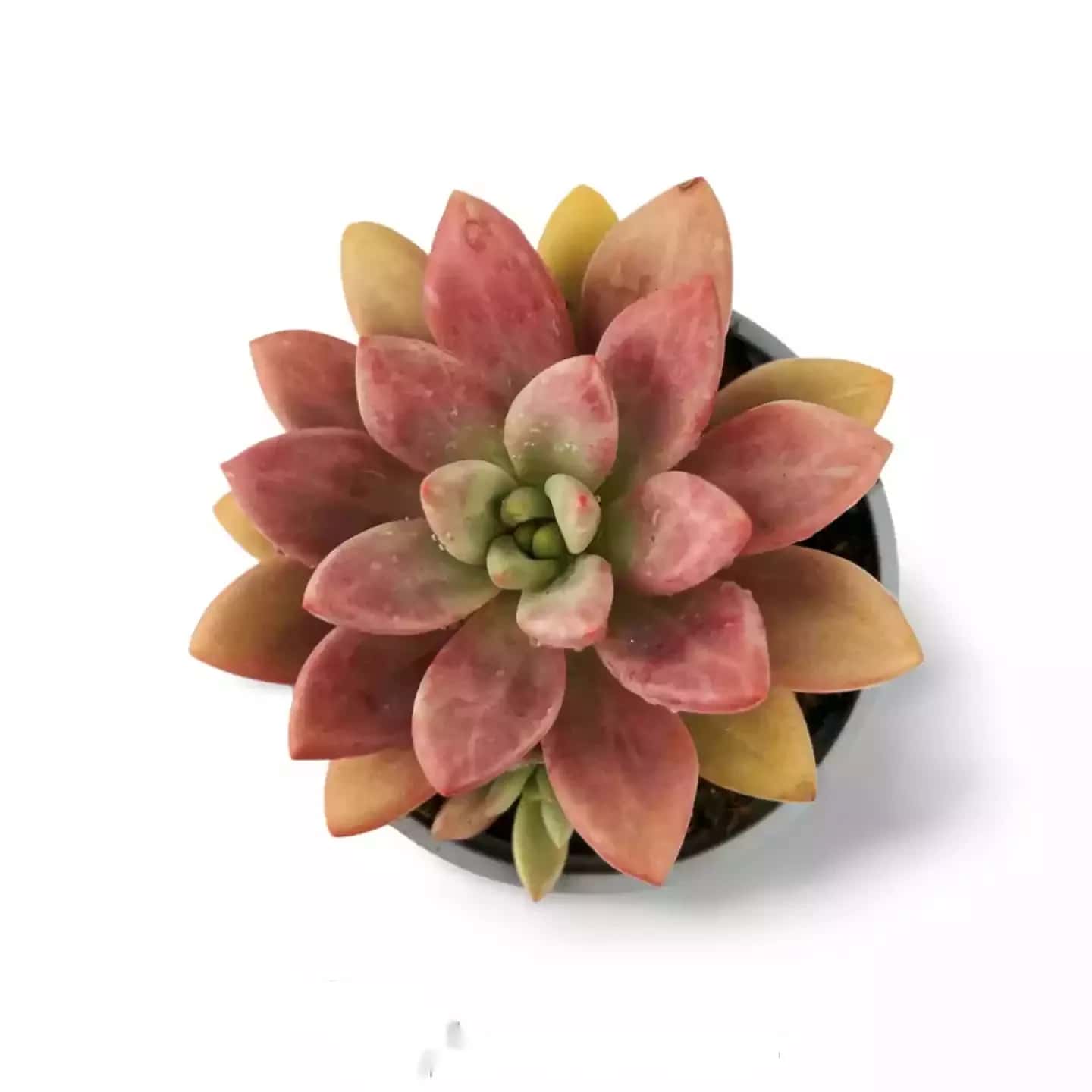 Graptoveria Pink Donna