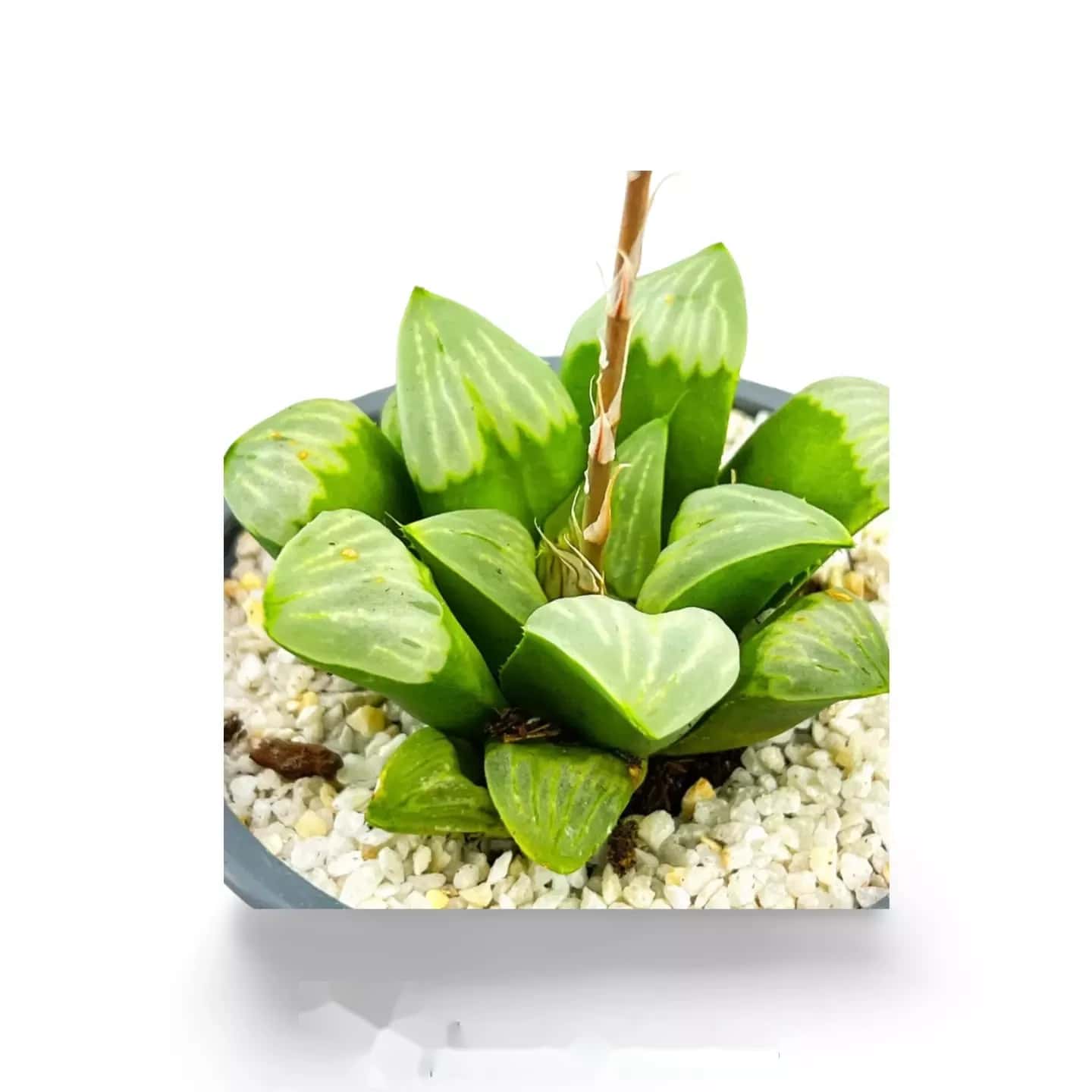 Haworthia byakuya
