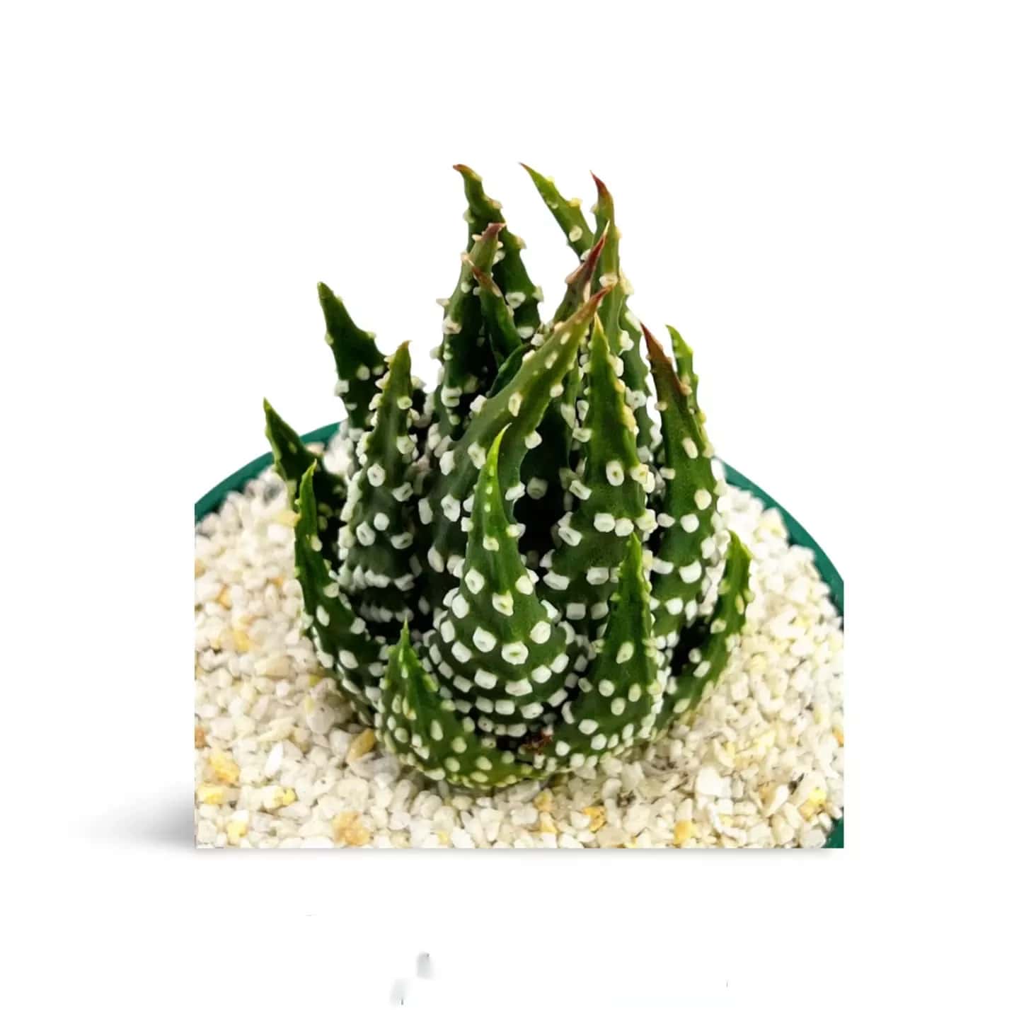 Haworthia margaritifera