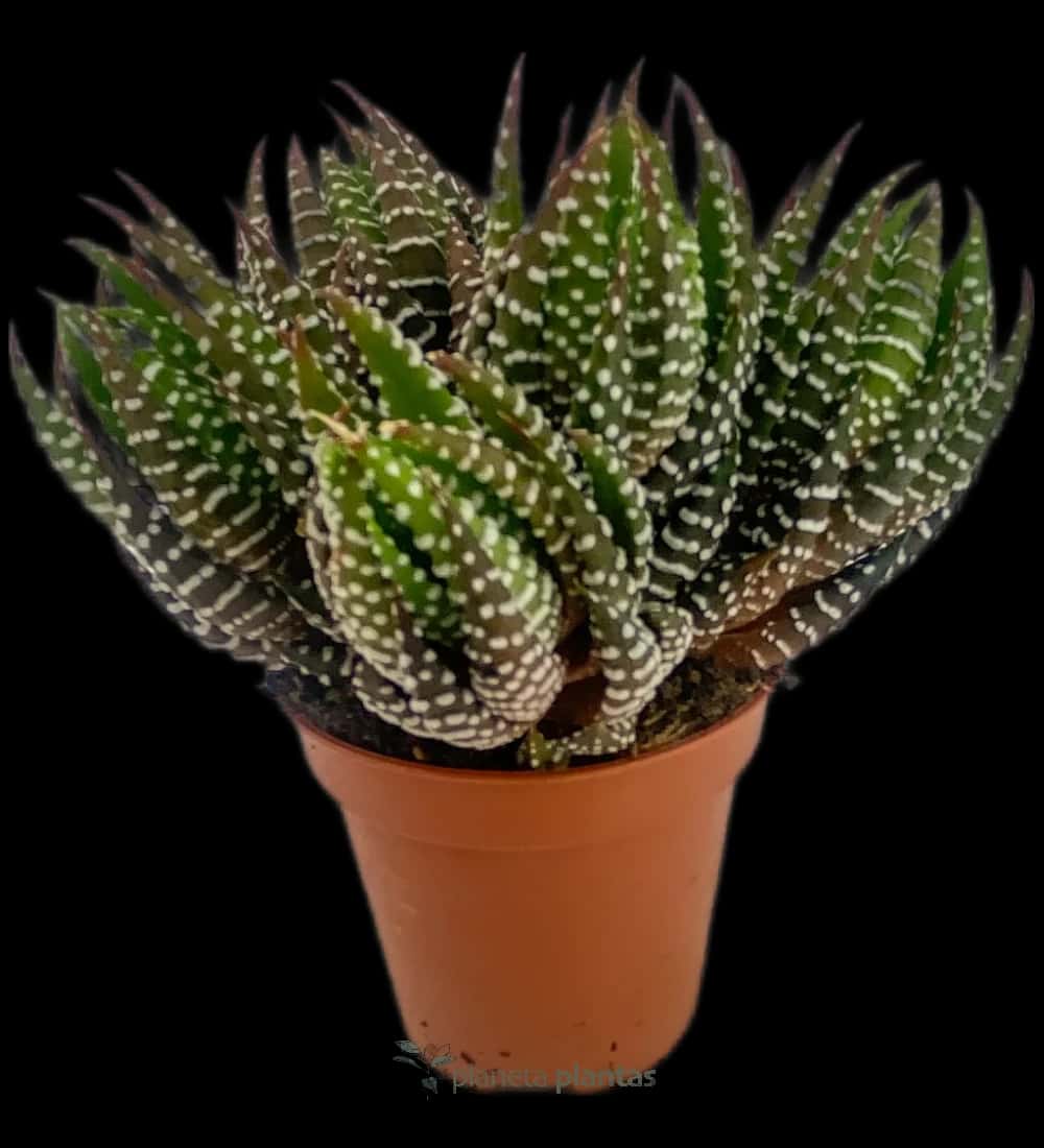 Haworthia Reinwardtii