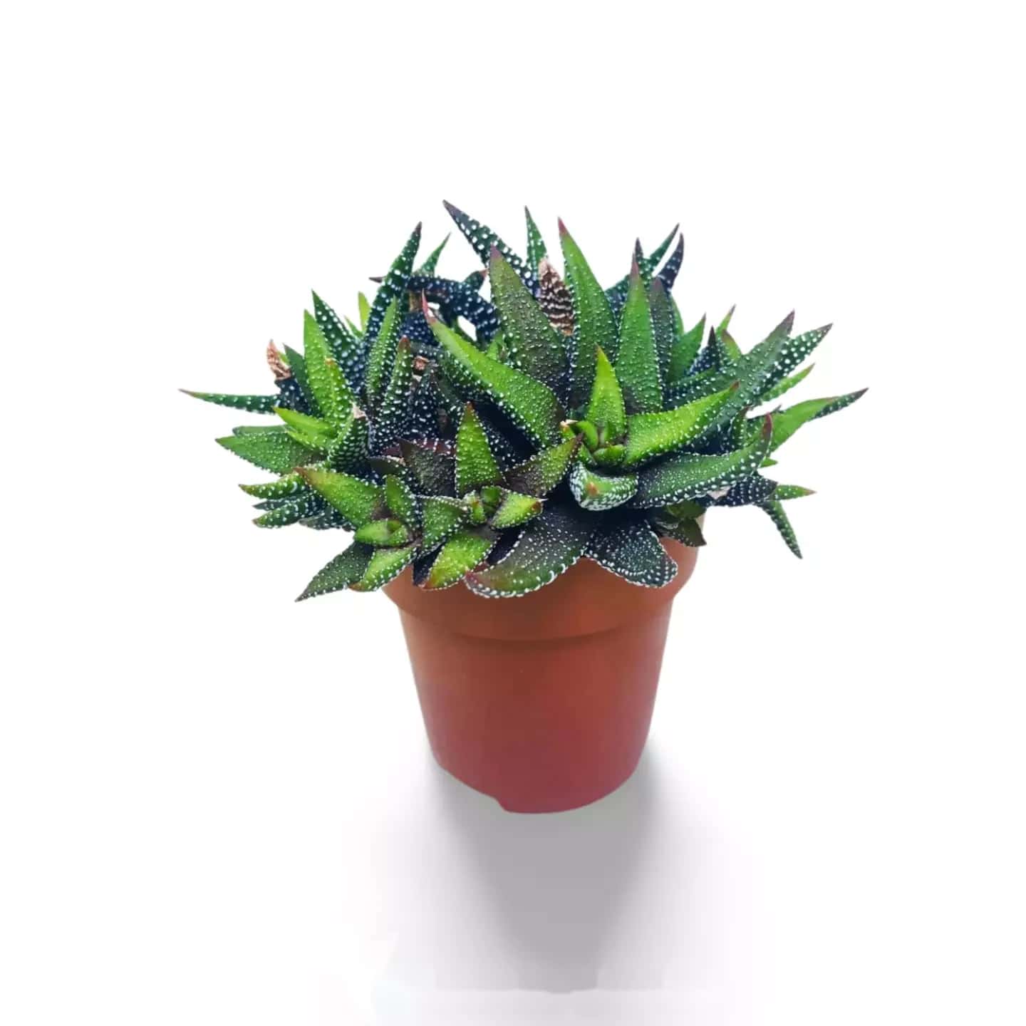 Haworthia CV Perlentropfen