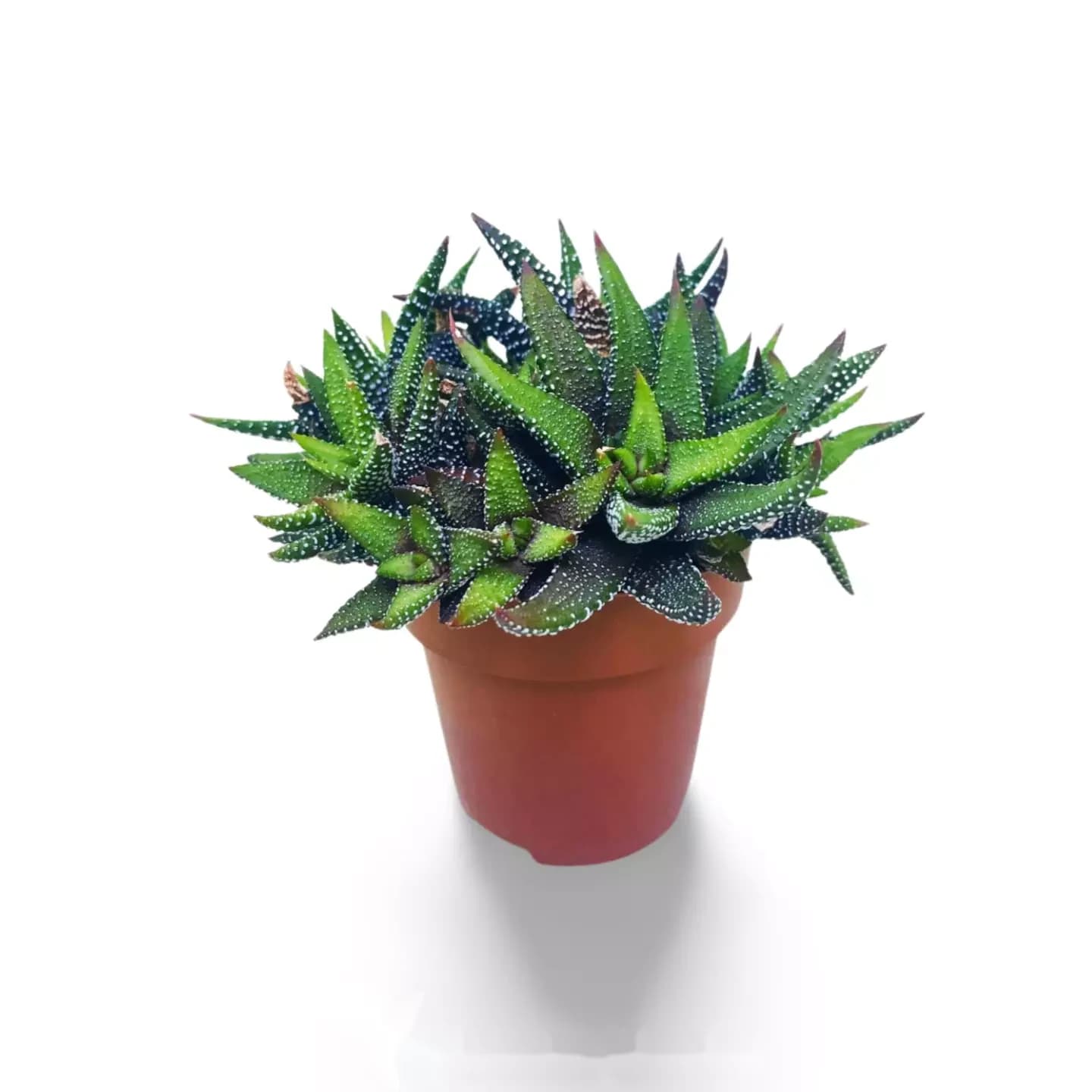 Haworthia CV Perlentropfen