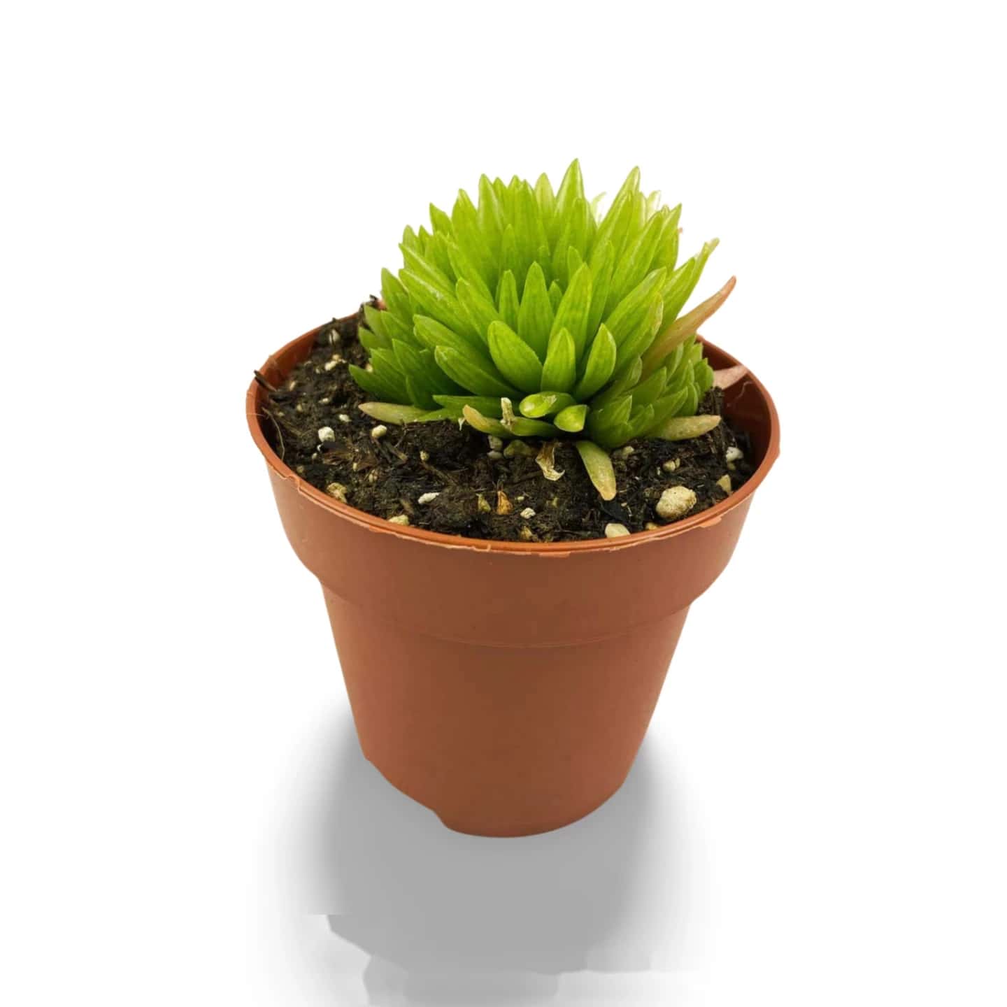 Haworthia Kikuhigasa