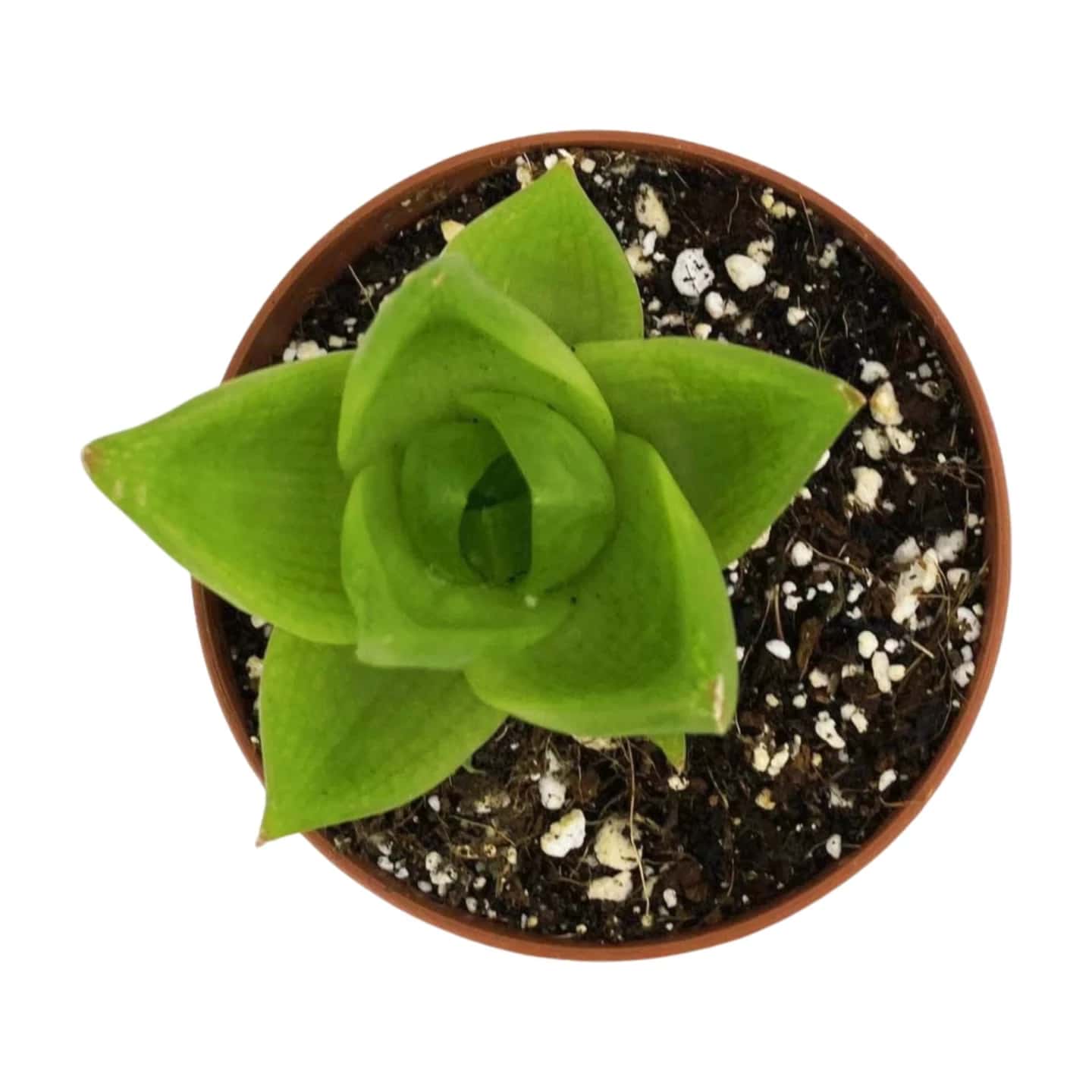 Haworthia Cymbiformis