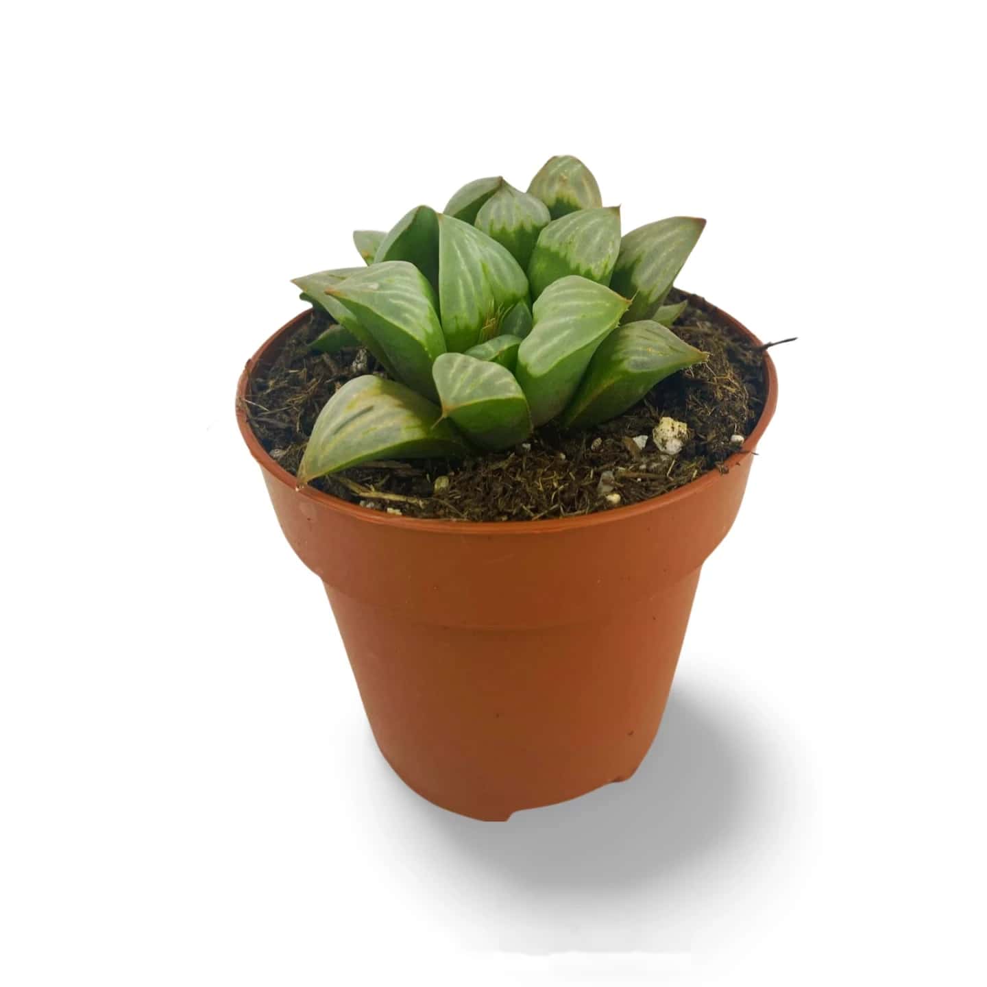 Haworthia Refusa