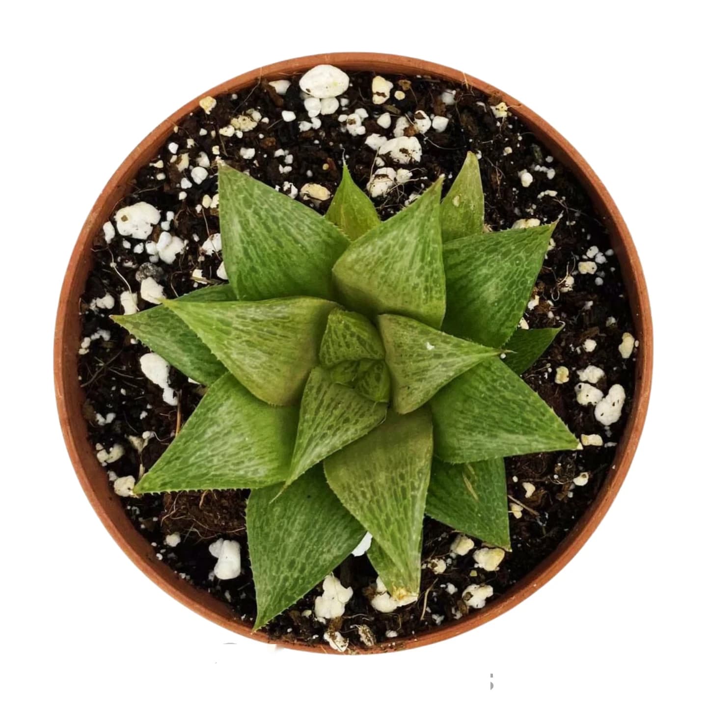 Haworthia Retusa Variegata