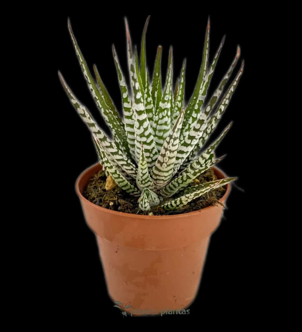 Zebrapflanze - (Haworthiopsis fasciata)
