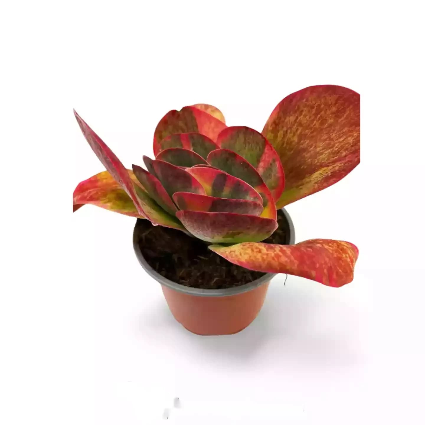Kalanchoe Thyrsiflora Variegata