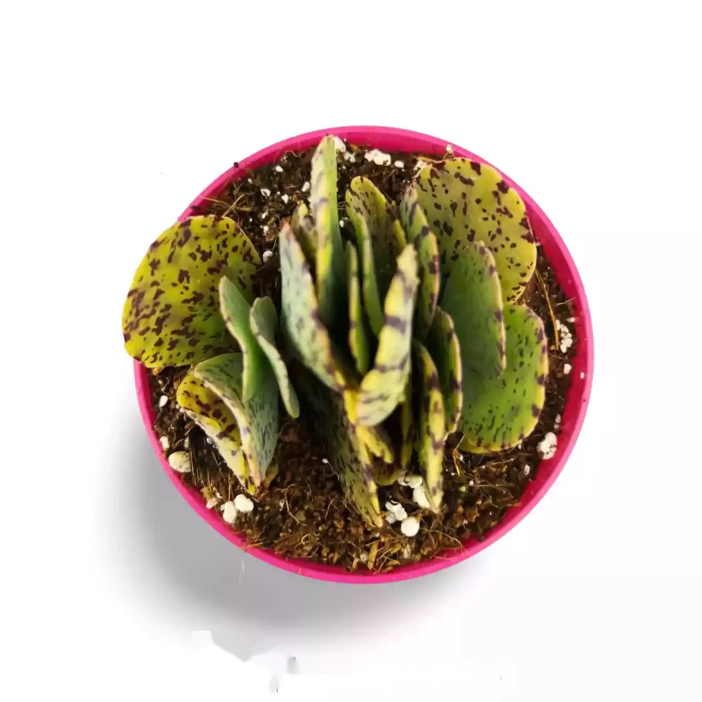 Kalanchoe marmorata