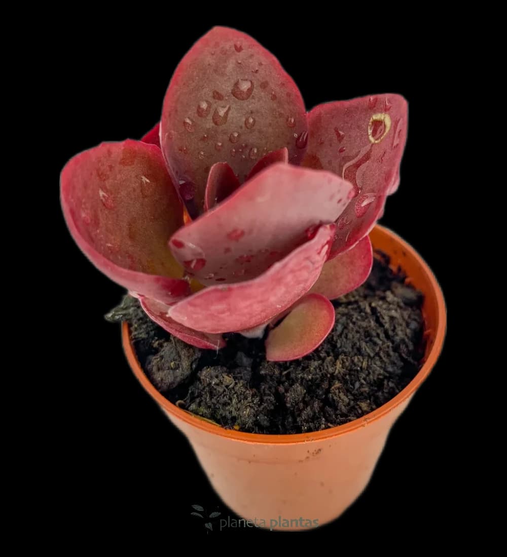 Hexenblätter - (Kalanchoe Tetraphylla)