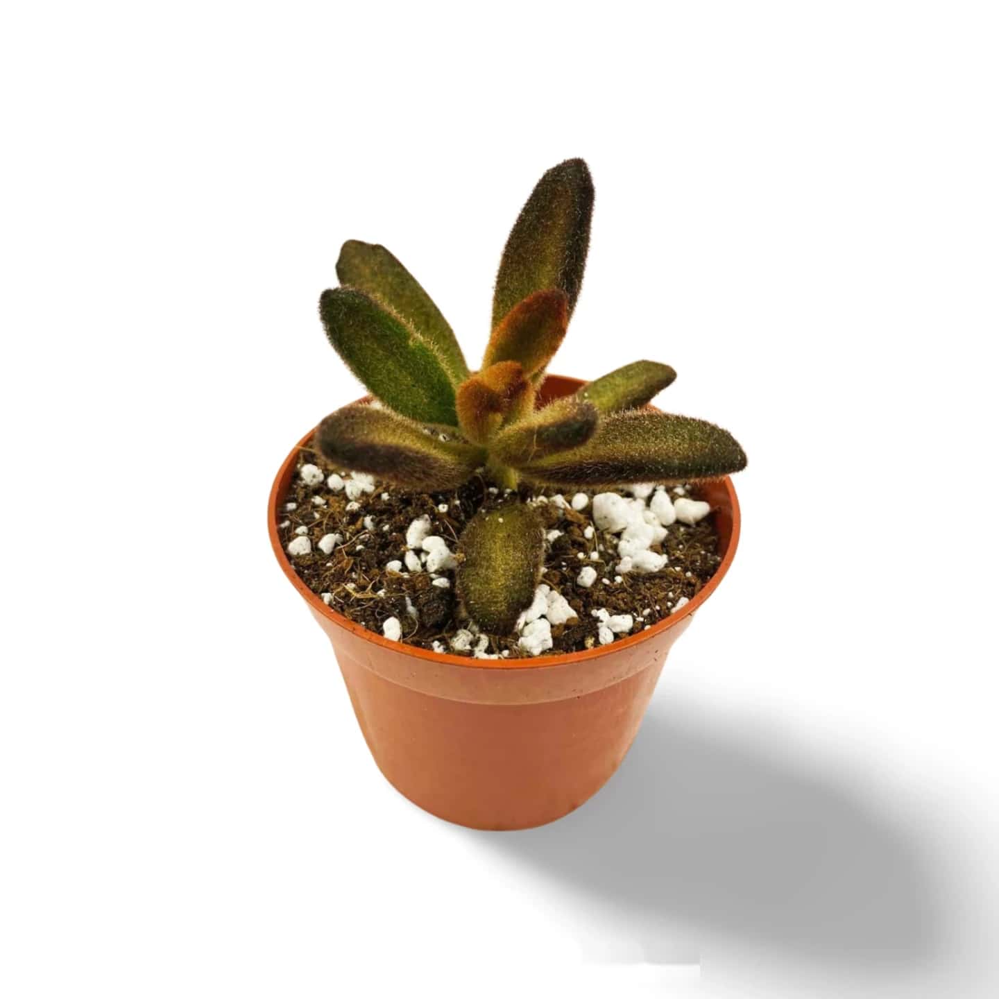 Kalanchoe tomentosa 'Schokoladensoldat'