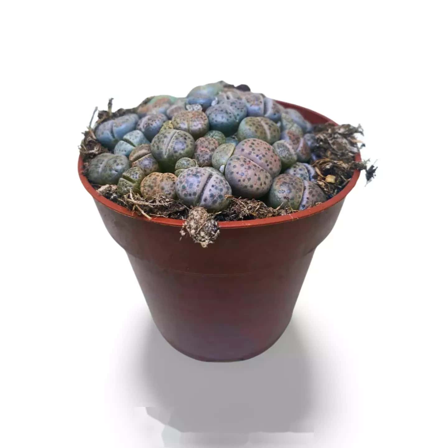 Lithops-Sorte