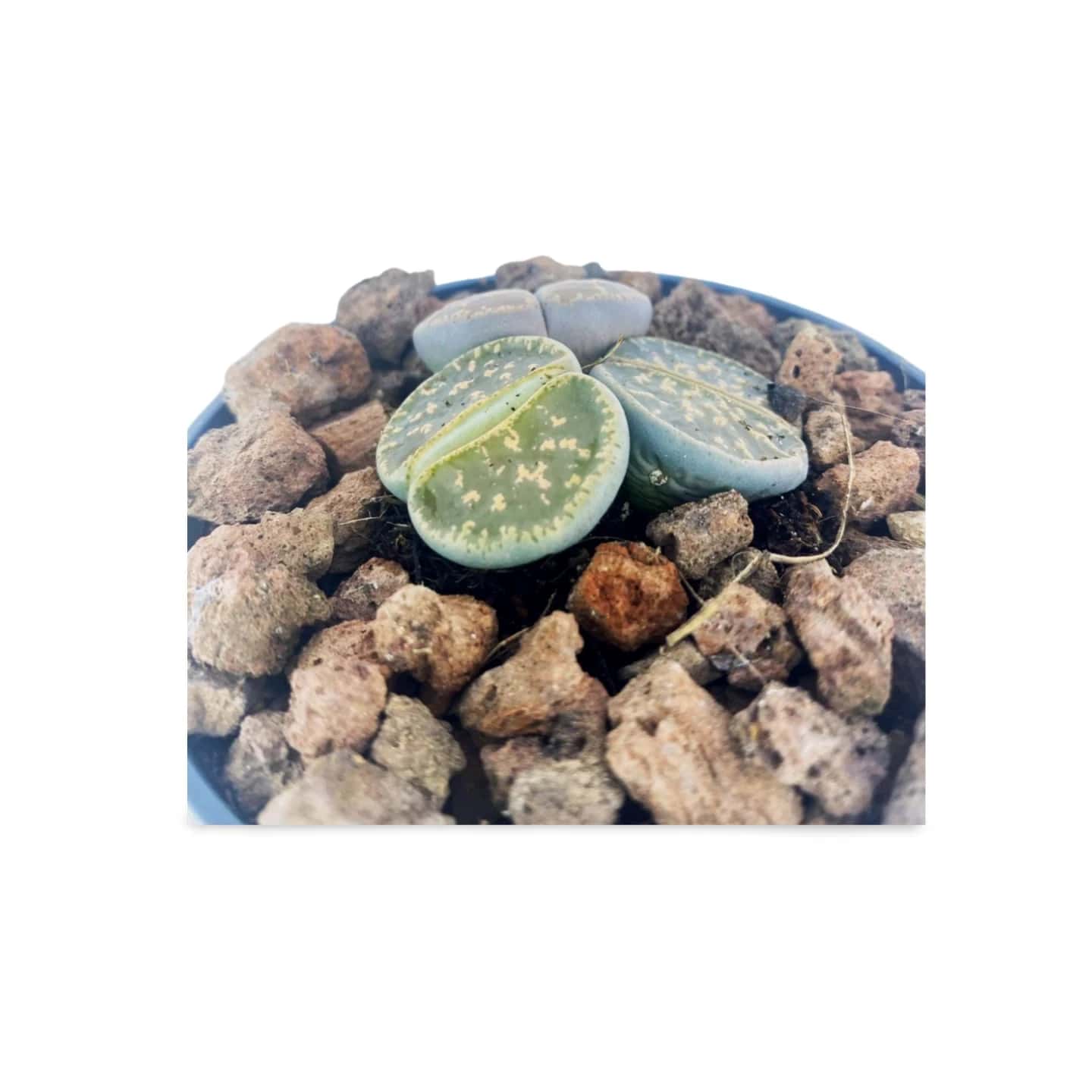 Riesige Lithops