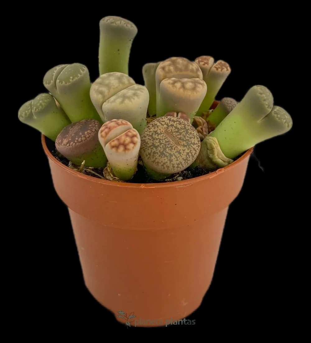 Lebende Steine – (Lithops Pseudotruncatella) – Klein