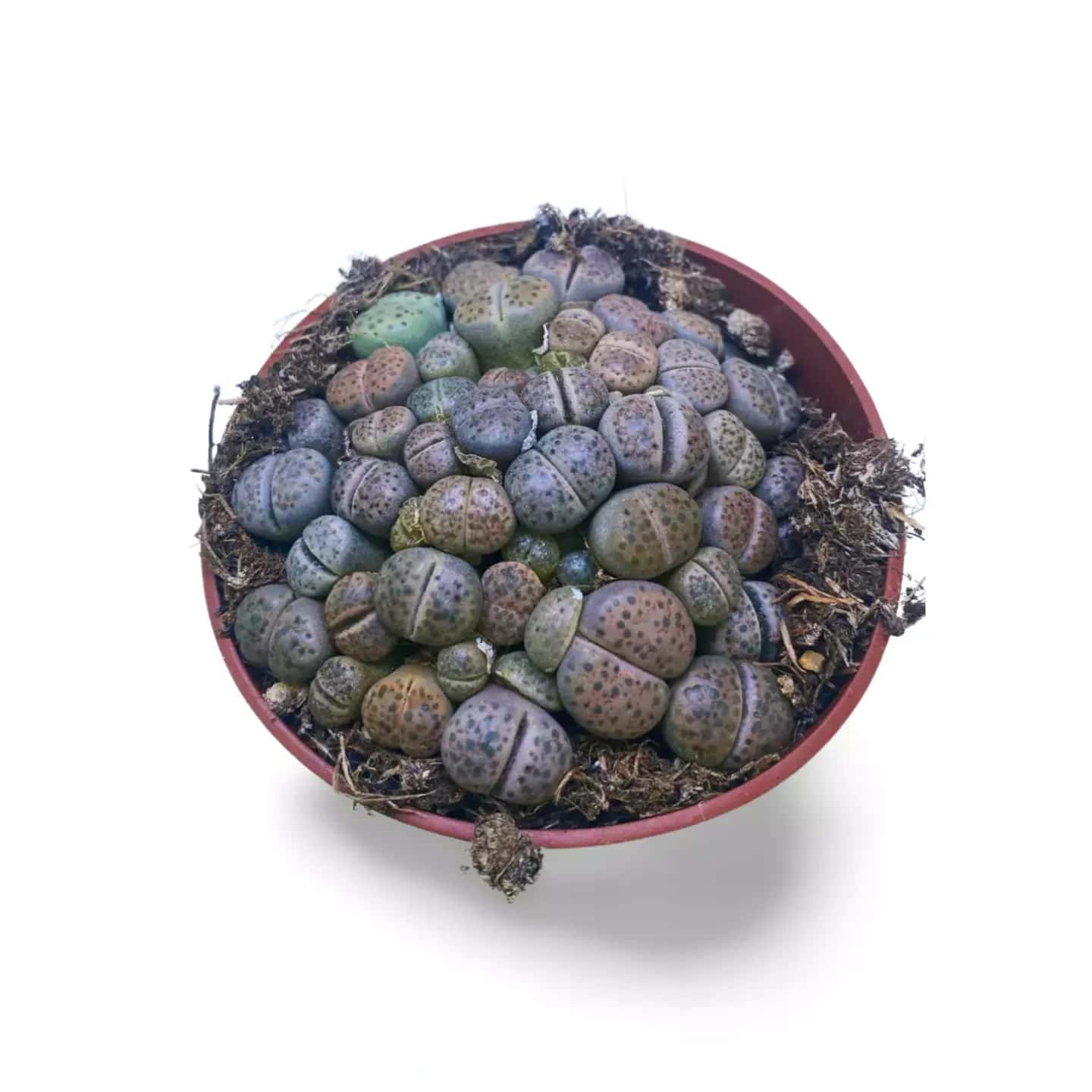 Lithops Farben M