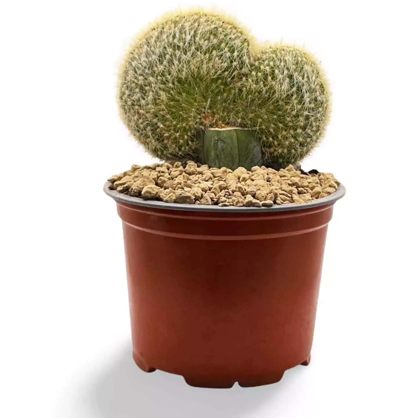 Großes Haubenmammillaria geminispina