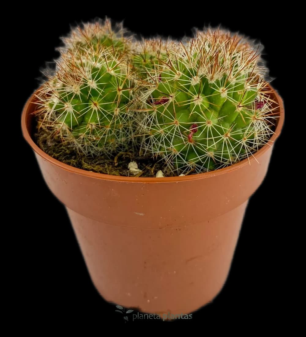 Mammillaria spinosissima