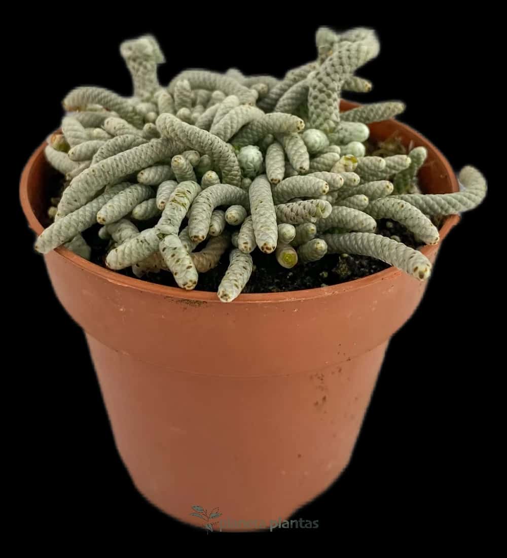 Mammillaria Vetula Subsp Gracilis