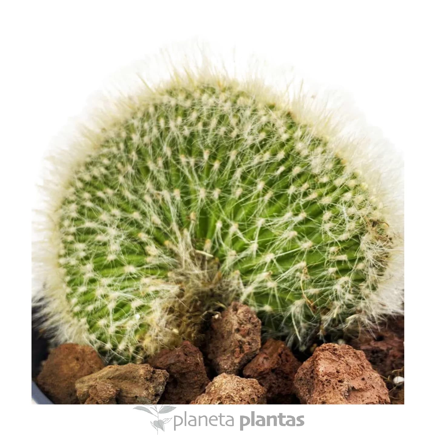 Mammillaria Geminispina mit Haube