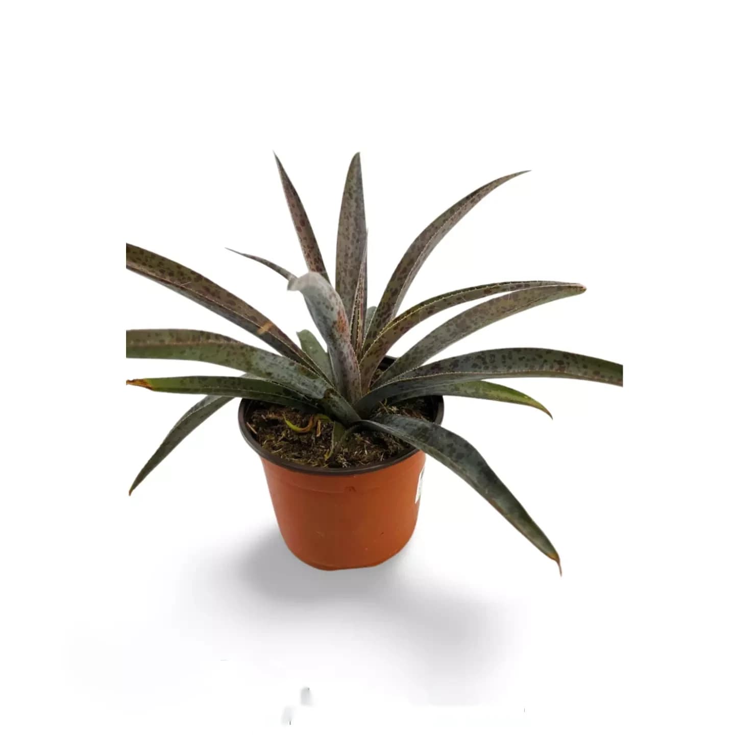 Mangave Ananas Express