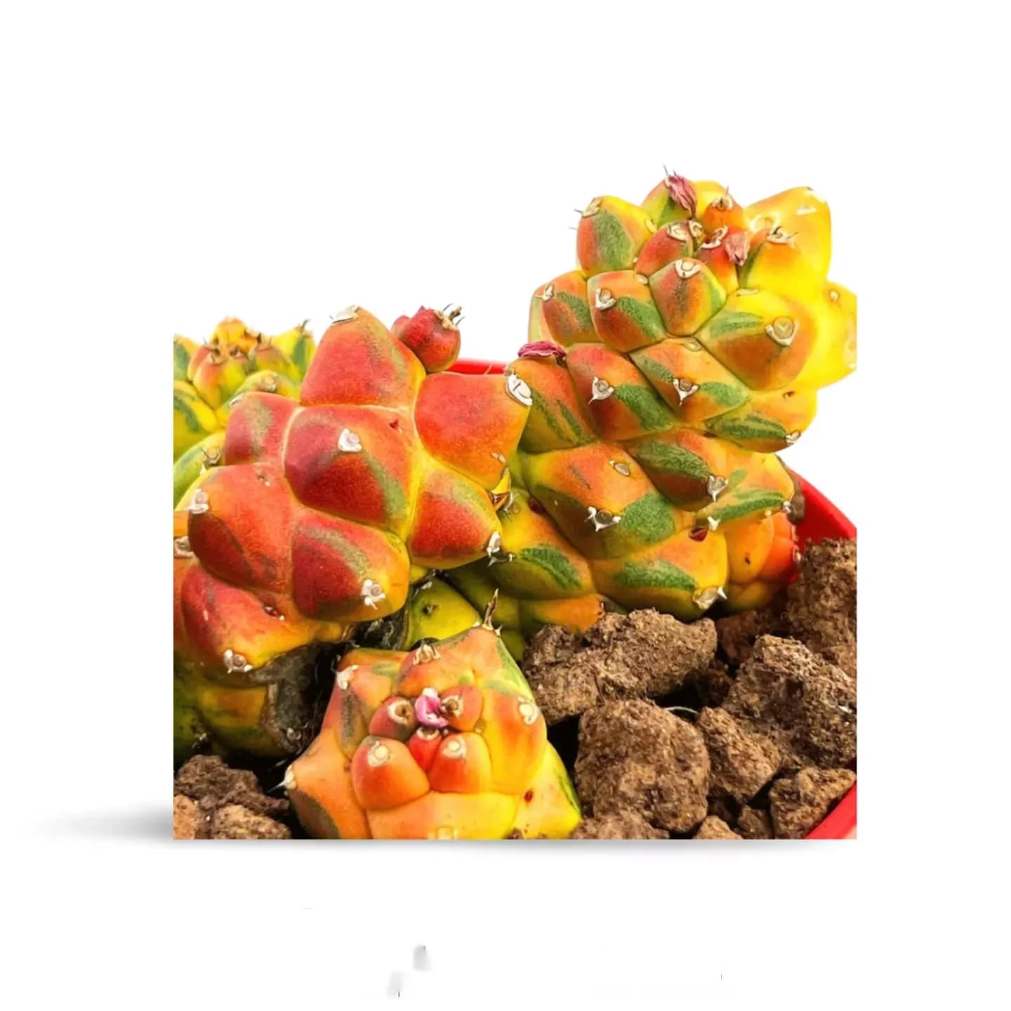 Monadenium ritcheiei bunt