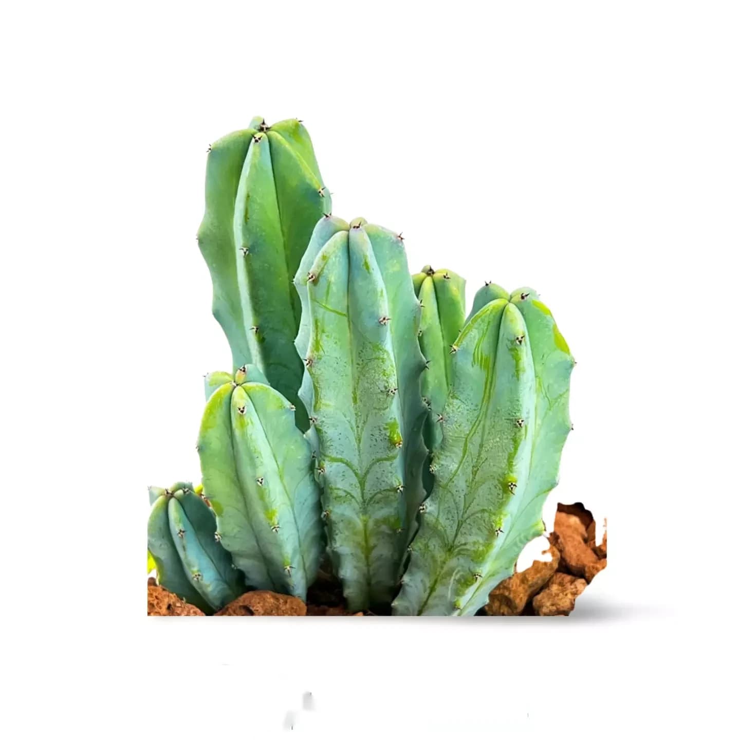 Myrtillocactus geometrizans