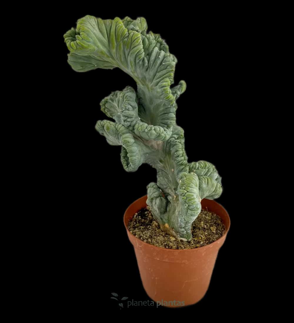 Myrtillocactus Geometrizans