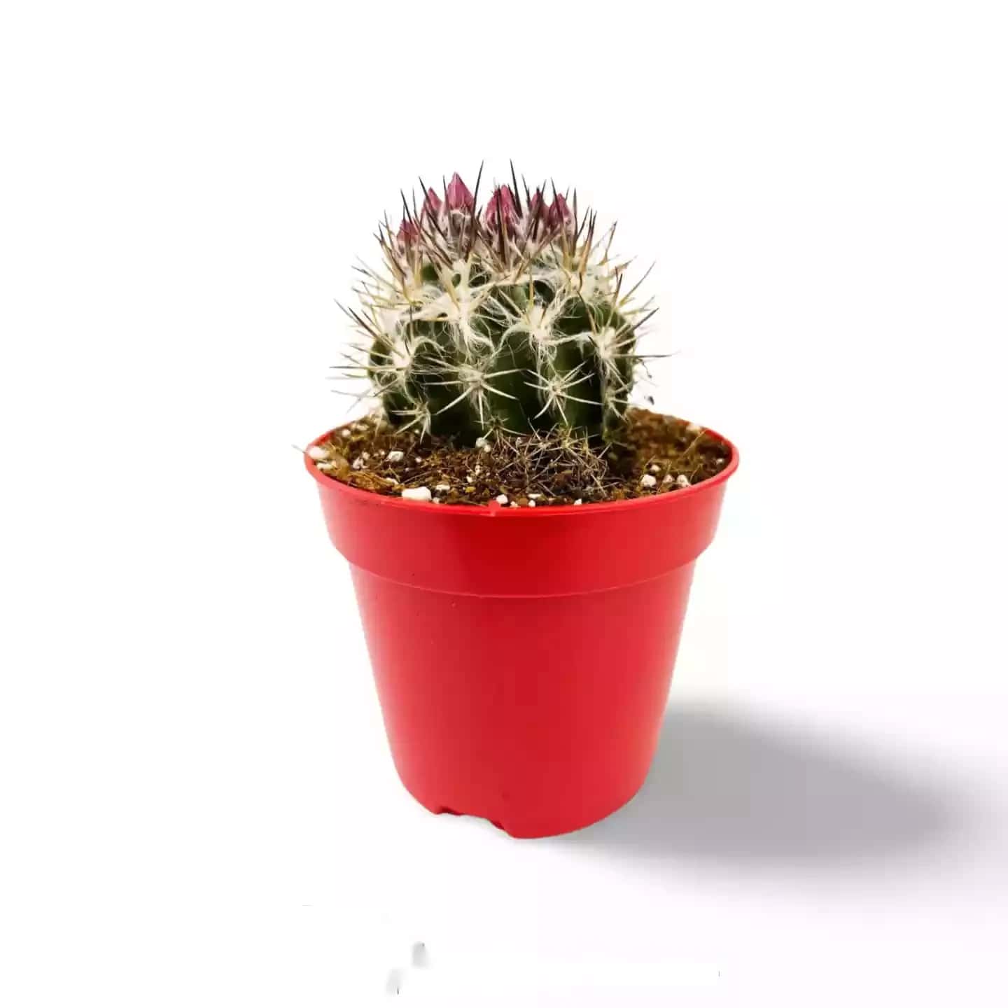 Neoporteria Gerocephala