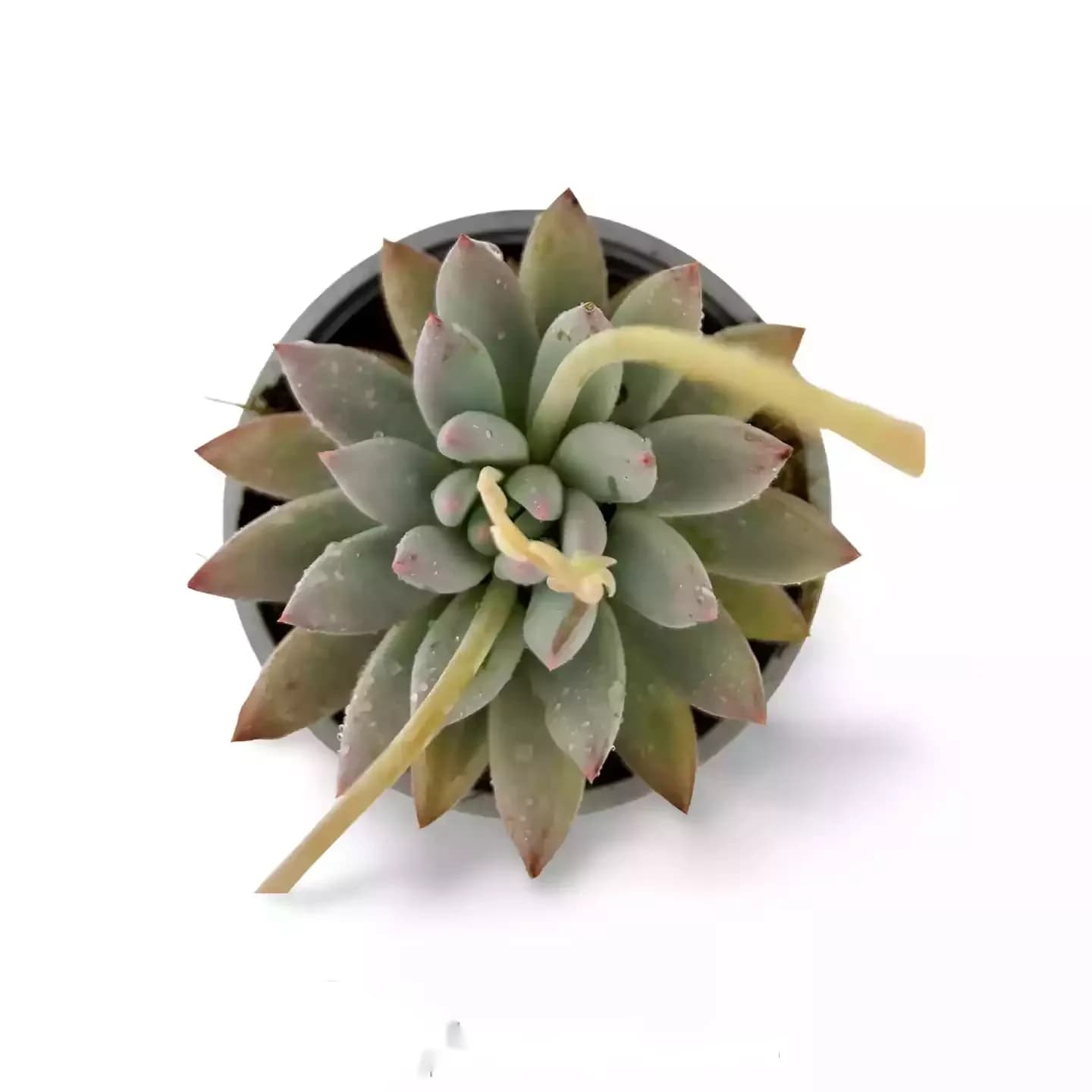 Pachyveria Krakatoa