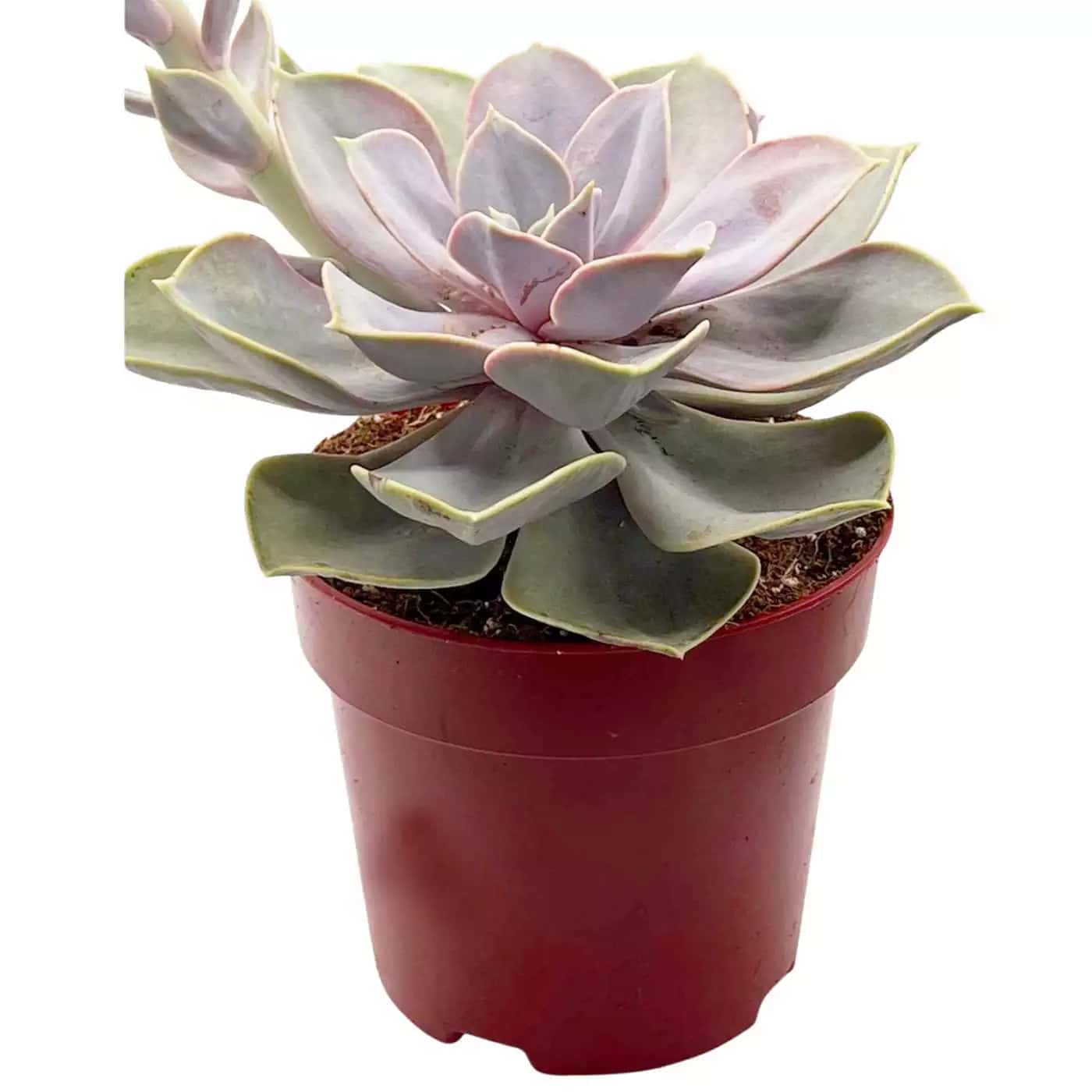 Echeveria Nuremberg Pearl