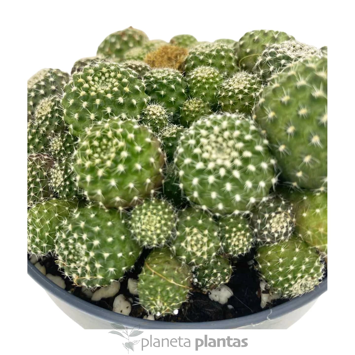 Rebutia Albiflora